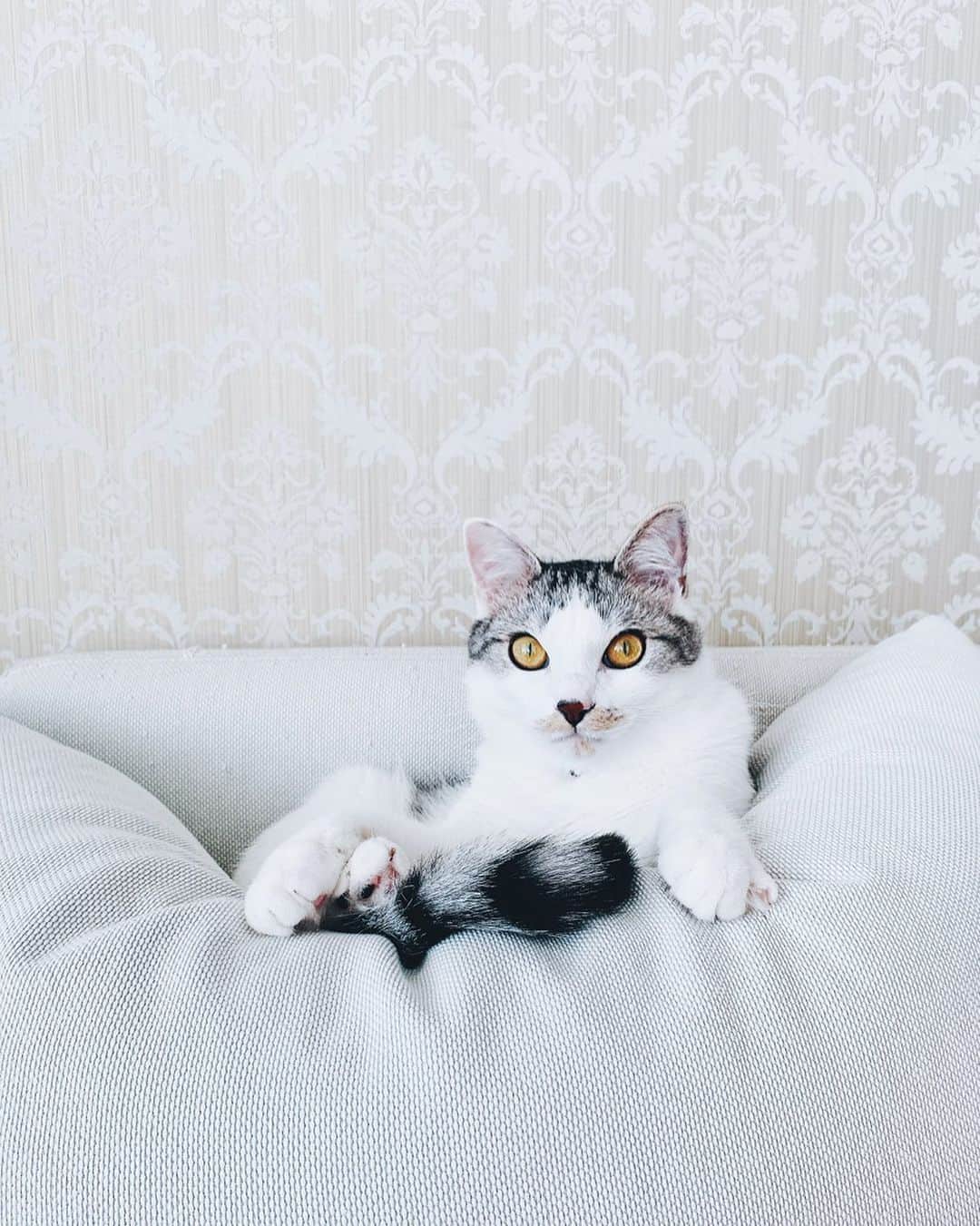 kinaxのインスタグラム：「. good afternoon(๑′ᴗ‵๑)☀in Japan, and good morning, good evening, good night for world friends! . 今日は暑いくらいだね☀️ . . 最近肉まんや餃子などなどを子供たちとよく作るので 小麦粉の減りが早いのだけど、どこも品薄で…🥐 . でもみんなお家時間にお菓子やパンとか焼いて 楽しんでるのかな、と思うと それはそれでいい事だなぁとも思うʕ •́؈•̀ ₎ . . 食は毎日の事だけど、どんなに作り慣れても 食べてくれる人が喜んでくれる事が やっぱり何より一番嬉しいので 子供達がちゃんと ありがとう美味しいね、一緒に食べると嬉しいね、って 感謝できるようになってきてくれて 嬉しいな、と思う。 . . そうは言っても、外出自粛で 献立を考えるのも、調理して後片付けして また次の献立の事を考えて…って 派手さはないのに大変だと思うので お料理担当のみなさま、本当にお疲れ様です🥘 . お互いもう少し、頑張りすぎずに がんばりましょうね。 . . みんなもどうか穏やかな1日を。 . . #猫バカ部 #保護猫 #茶ヒゲちゃん #お料理嫌いじゃないけど #献立を悩む毎日 #夜ご飯何にしよう 2020/04/30」