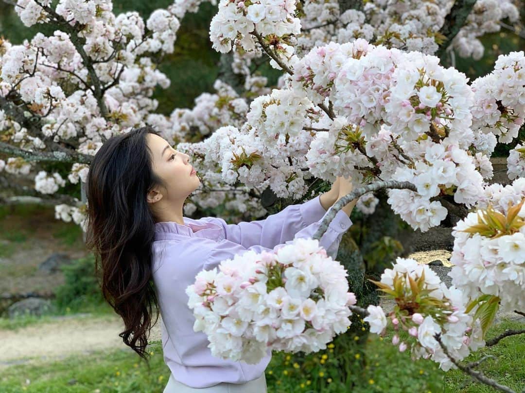 CHERIさんのインスタグラム写真 - (CHERIInstagram)「Cherry tree flower in Kyoto Japan🇯🇵🌸 桜全く見なくなっちゃったね、、、😭 . . .  今宵もイチナナがんばるよー💪💪 明日5月からイベントガチ参戦するので、本当に応援して頂けると助かります。 具体的には、  A🌟ちぇりの配信を毎日30分視聴して頂くことと、楽しいコメントで盛り上げて頂くこと B🌟雄しベイビーというギフトをくださる二種類です。  Aは本当に未成年の方、でも誰でもできるのでぜひお願いします。❤️ .  Bは........私は誕生日、誰にも何も貰えなかったので情けてください🤣🤣 . . 逆に、、、5月の毎日配信を逃すと私自身とも話す機会がなくなるので皆様是非遊びに来て30分以上の視聴お願いします🥺🤲 . . #portraitphotography#portraitmodel #ちぇりは一眼非対応 #イチナナ公式ライバー#イチナナ認証ライバー#イチナナライバー初心者」4月30日 16時21分 - hi_cherish.gram