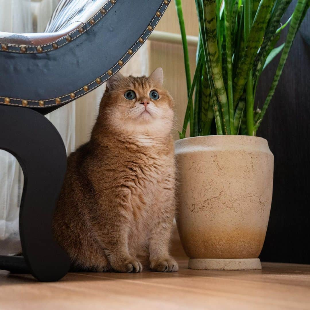 Hosicoさんのインスタグラム写真 - (HosicoInstagram)「I hide 🙈」4月30日 16時16分 - hosico_cat