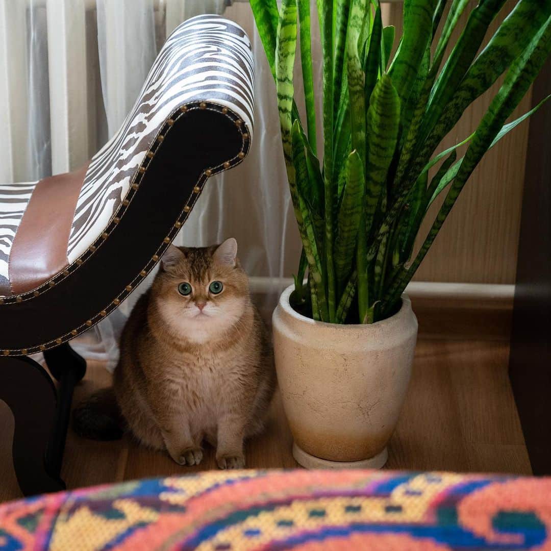 Hosicoさんのインスタグラム写真 - (HosicoInstagram)「I hide 🙈」4月30日 16時16分 - hosico_cat