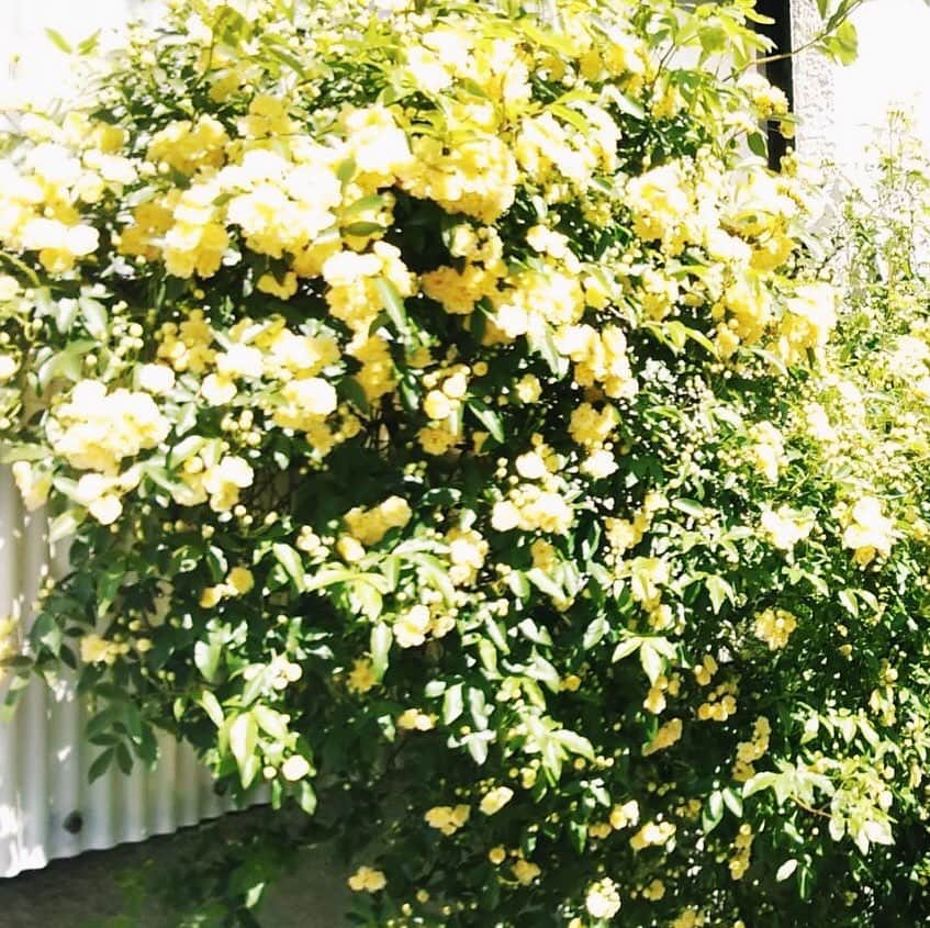 千葉雄大のインスタグラム：「モッコウバラの花言葉には 幼いころの幸せな時間ってのがあるらしく、 それを知って、きゅうっと切なくなったけど、 のちにあったかい気持ちになったから 今日はいい日。」