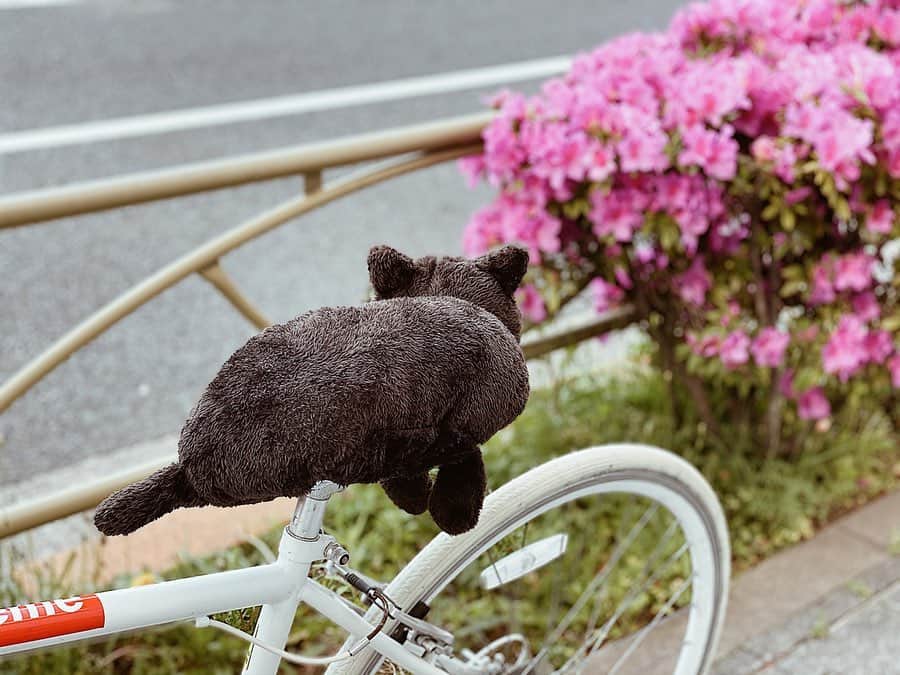 佐藤あずみのインスタグラム：「𝑻𝒉𝒆𝒓𝒆 𝒊𝒔 𝒂 𝒄𝒂𝒕 𝒐𝒏 𝒎𝒚 𝒃𝒊𝒄𝒚𝒄𝒍𝒆🤣 . おしりが痛いからティッシュカバーをサドルにはめてみた 。キッズ達がガン見🤣💕 . . . #サドルカバー #サドルカバーをつけてみた #ティッシュカバー #猫 #cat #Saddlecover」