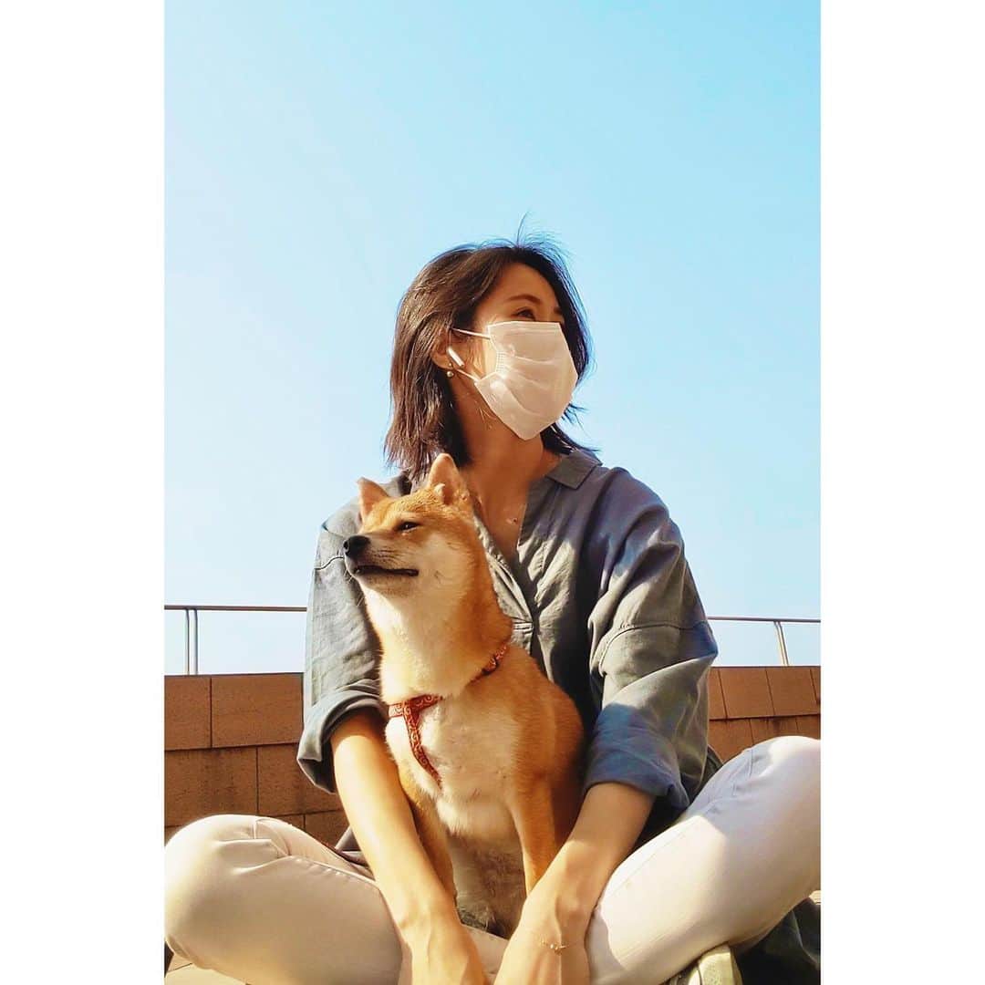 VANRIさんのインスタグラム写真 - (VANRIInstagram)「🐕 ジャケ写のような写真が撮れた。笑 それでは聴いてください VANRIとHANABIで " 日向ぼっこ " #豆柴 #柴犬 #日本犬 #しばすたぐらむ」4月30日 17時02分 - vanri0121