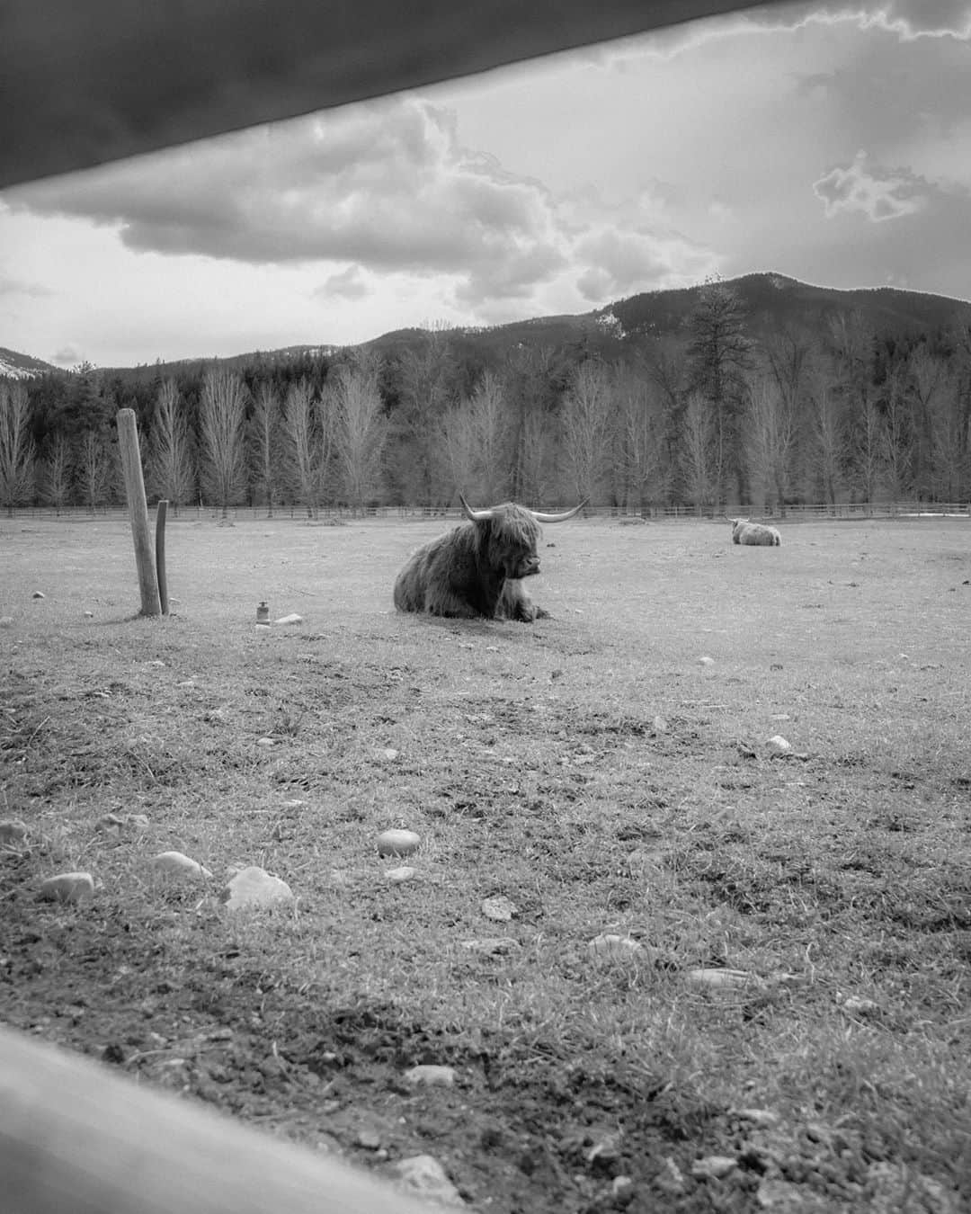 のインスタグラム：「A place off grid, growing all my hairs like the cattle」