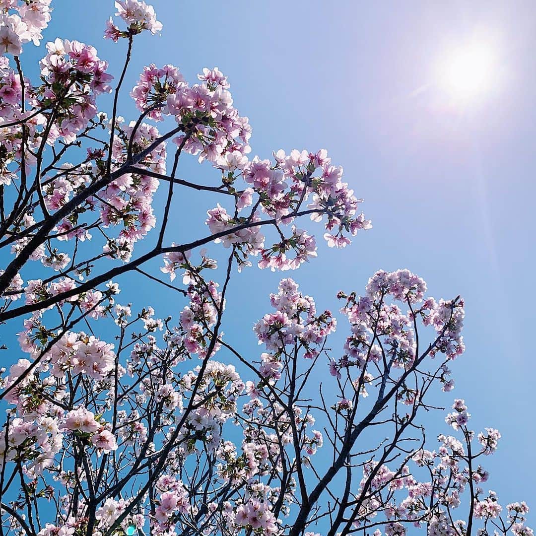 藤綾乃のインスタグラム：「ㅤㅤㅤㅤㅤㅤㅤㅤㅤㅤㅤㅤㅤ ㅤㅤㅤㅤㅤㅤㅤㅤㅤㅤㅤㅤㅤ 通りすがりに見れた桜。 来年は花見ができますように😌 ㅤㅤㅤㅤㅤㅤㅤㅤㅤㅤㅤㅤㅤ ばいばい、4月👋🌸 ㅤㅤㅤㅤㅤㅤㅤㅤㅤㅤㅤㅤㅤ #stayhome#japan#sakura#cherryblossom #sky#flower#blue#pink#日本#桜#晴天 ㅤㅤㅤㅤㅤㅤㅤㅤㅤㅤㅤㅤㅤ .」