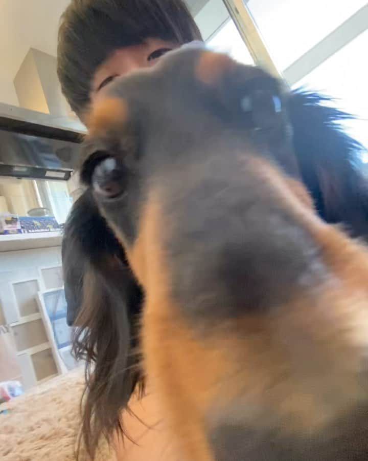 すしらーめん《りく》のインスタグラム：「ウェーブに会いて〜〜〜！！ #フガフガ　#犬」