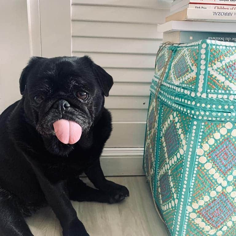 のインスタグラム：「#pug nikita #」