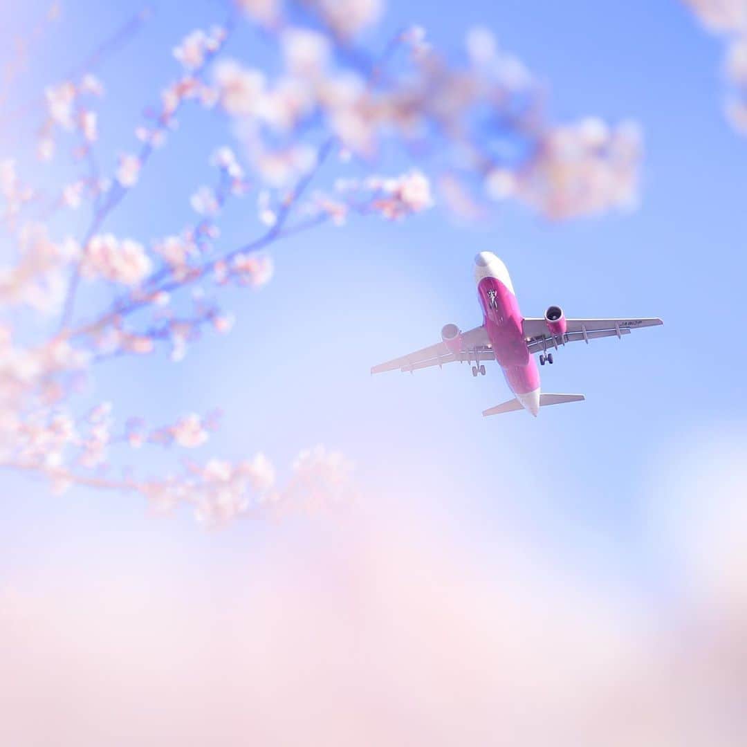 ピーチ・アビエーションさんのインスタグラム写真 - (ピーチ・アビエーションInstagram)「日に日にあたたかくなってきましたね☀️ . やさしい光を浴びながら、桜の上を飛んで行く機体に元気をもらえる一枚📷✈️ . 大変な時期ですが、みんなで乗り越えていきましょう🌸 . . . . . . . . . . . . . . . . . . . . . . . . . . . . . . . . . . . . .  Peachべストショットコンテスト2019入賞 ▶️Photo by @abieshiyon OOKINI!! . . . . . . . . . . . . . . . . . . . . . . . . . . . . . . . . . . . . . #Peachと桜 #花よりPeach #fly_peach #Peachベストショット2019 #peachaviation #飛行機 #飛行機写真 #airplane #LCC #桜 #cherryblossoms #樂桃航空」4月30日 18時42分 - flypeach