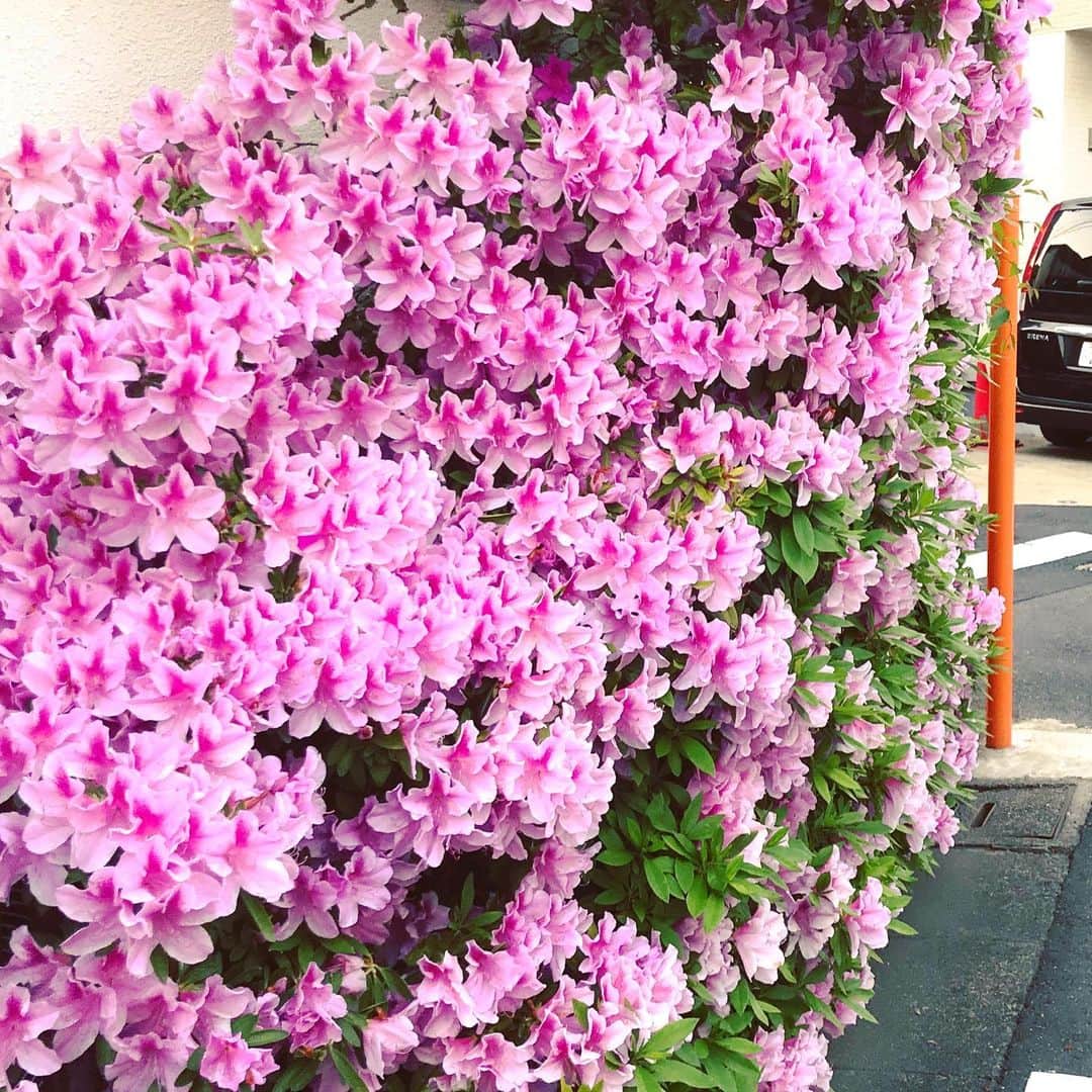 櫛引彩香のインスタグラム：「大屋政子🌸」