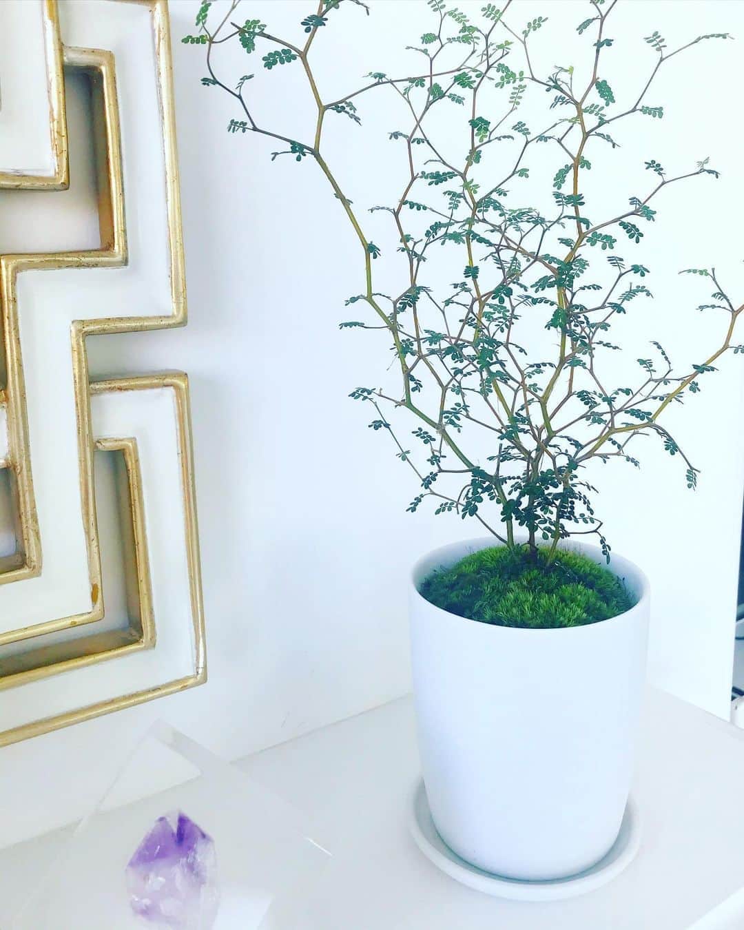 平子理沙さんのインスタグラム写真 - (平子理沙Instagram)「『ソフォラ』という植物を育て始めました🌿 細いジグザグした枝に、小さな葉がついた個性的な木は、ニュージーランド原産だそうです。 木の根元にある、鮮やかな緑色の苔にも癒される〜〜💚 無印良品のネットショップで買いました。 #ソフォラ#green#lifestyle #fashion #beauty #risahirako#平子理沙」4月30日 18時56分 - risa_hirako