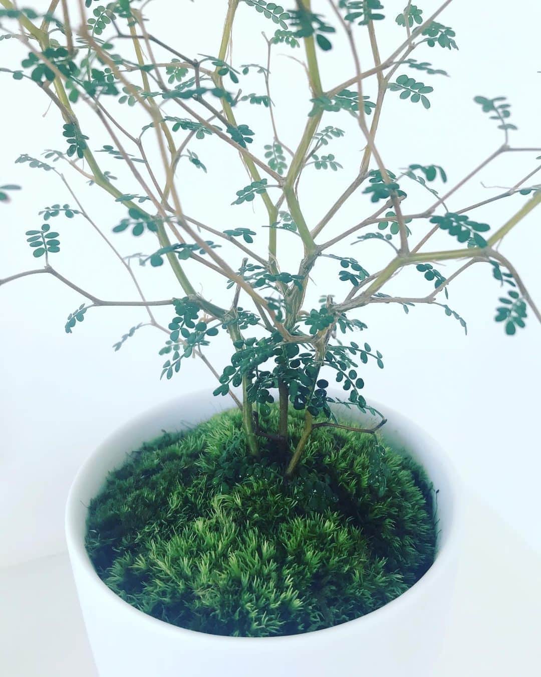 平子理沙さんのインスタグラム写真 - (平子理沙Instagram)「『ソフォラ』という植物を育て始めました🌿 細いジグザグした枝に、小さな葉がついた個性的な木は、ニュージーランド原産だそうです。 木の根元にある、鮮やかな緑色の苔にも癒される〜〜💚 無印良品のネットショップで買いました。 #ソフォラ#green#lifestyle #fashion #beauty #risahirako#平子理沙」4月30日 18時56分 - risa_hirako