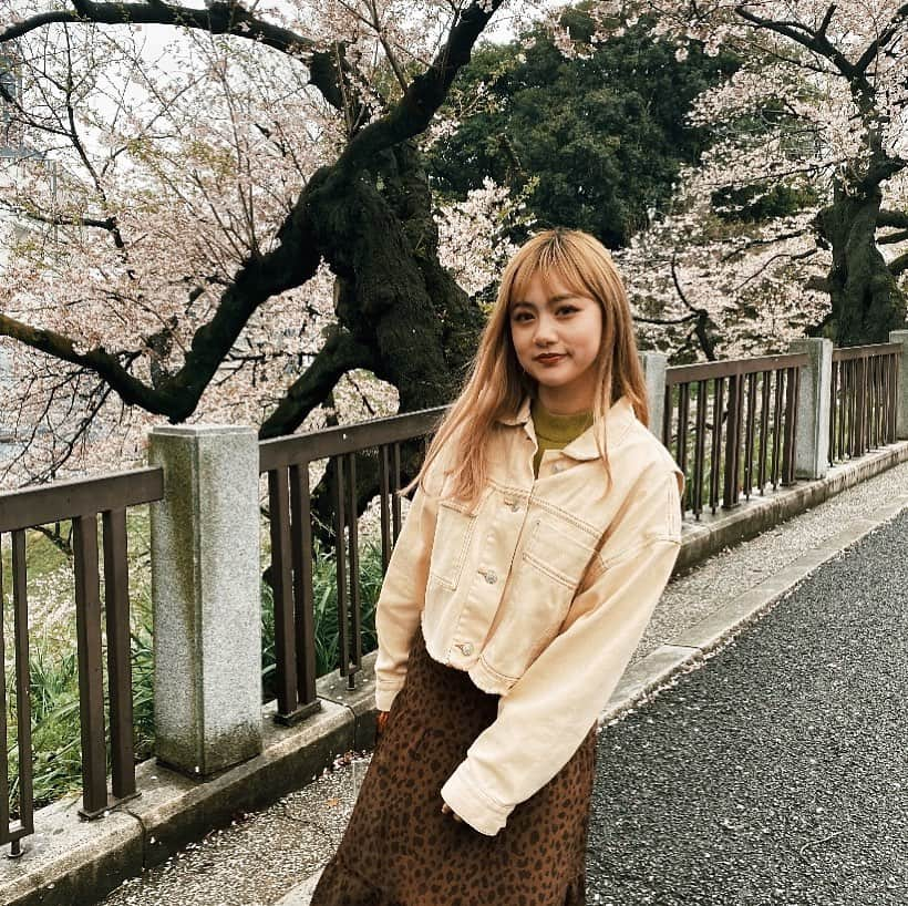 樽井みかさんのインスタグラム写真 - (樽井みかInstagram)「・ ・ 超寒いのにすごく桜が満開だった時🌸 地面に散った桜を見るのも私は好き ・ ・ #過去pic」4月30日 19時08分 - miiica_home