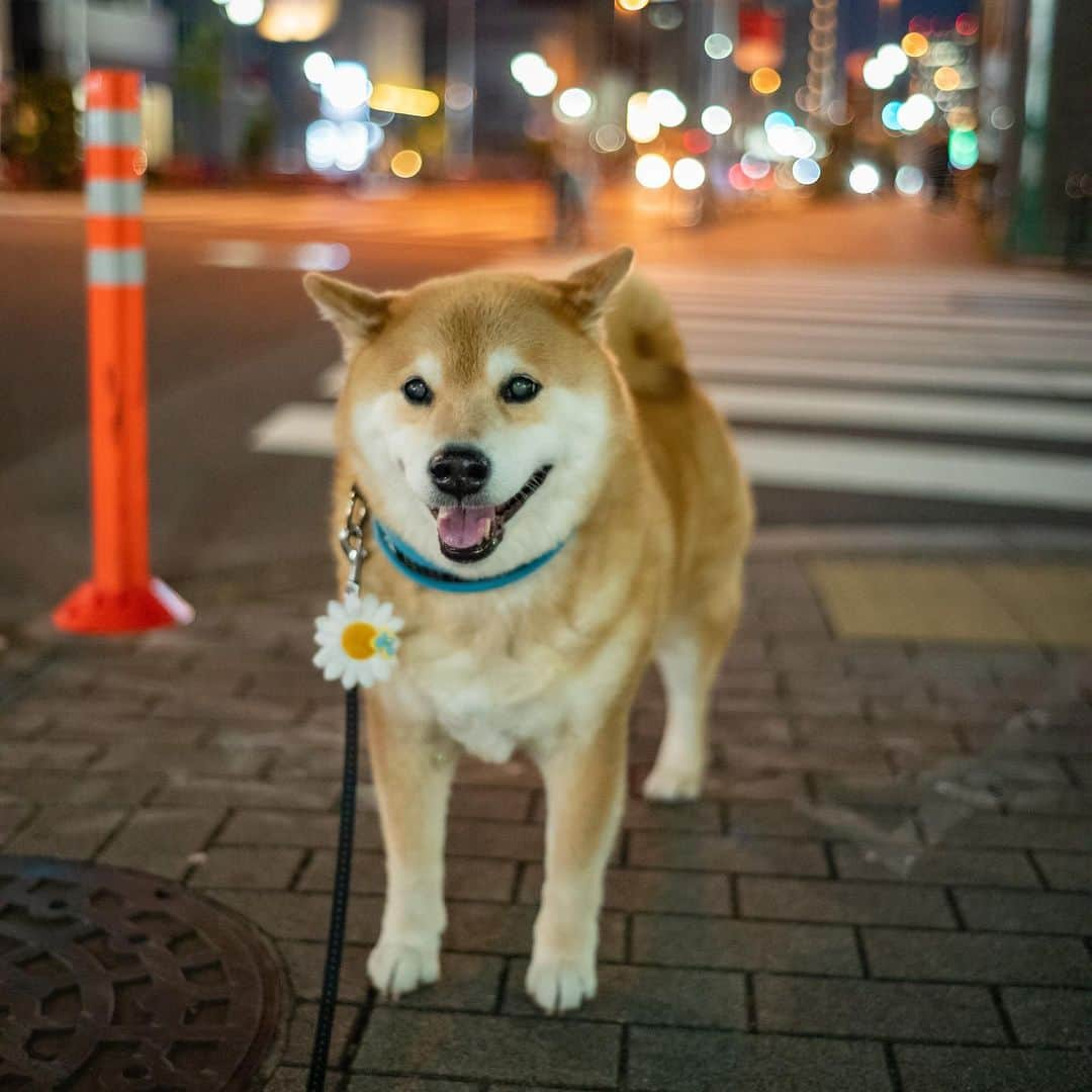 まる（まるたろう）さんのインスタグラム写真 - (まる（まるたろう）Instagram)「It's sparkling... Isn't is beautiful?✨🐶✨キラキラしてて綺麗だよね〜 #眠らない街根津 #ウソついた😝 #21時には熟睡する街根津」4月30日 19時59分 - marutaro