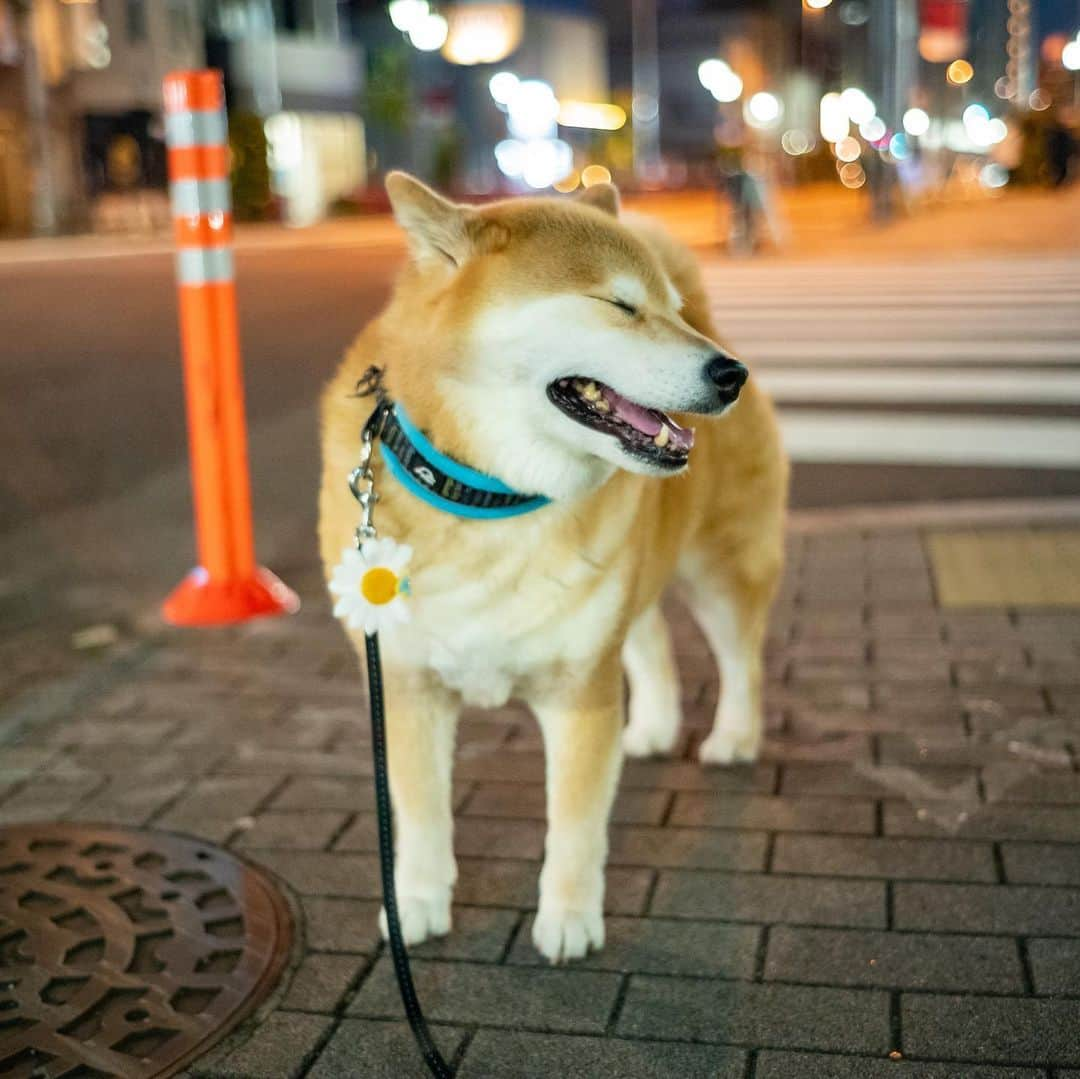 まる（まるたろう）さんのインスタグラム写真 - (まる（まるたろう）Instagram)「It's sparkling... Isn't is beautiful?✨🐶✨キラキラしてて綺麗だよね〜 #眠らない街根津 #ウソついた😝 #21時には熟睡する街根津」4月30日 19時59分 - marutaro