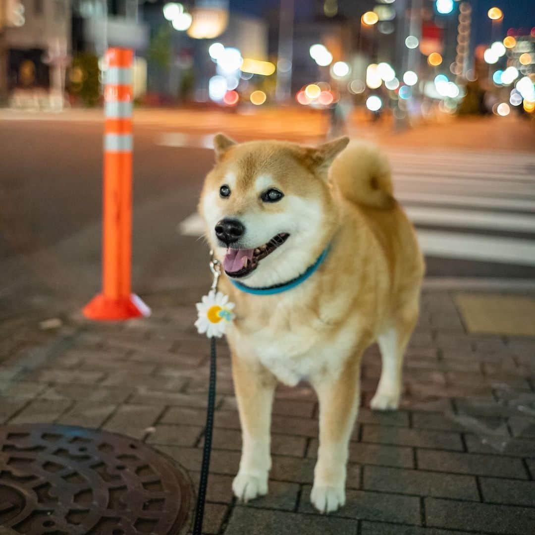 まる（まるたろう）さんのインスタグラム写真 - (まる（まるたろう）Instagram)「It's sparkling... Isn't is beautiful?✨🐶✨キラキラしてて綺麗だよね〜 #眠らない街根津 #ウソついた😝 #21時には熟睡する街根津」4月30日 19時59分 - marutaro