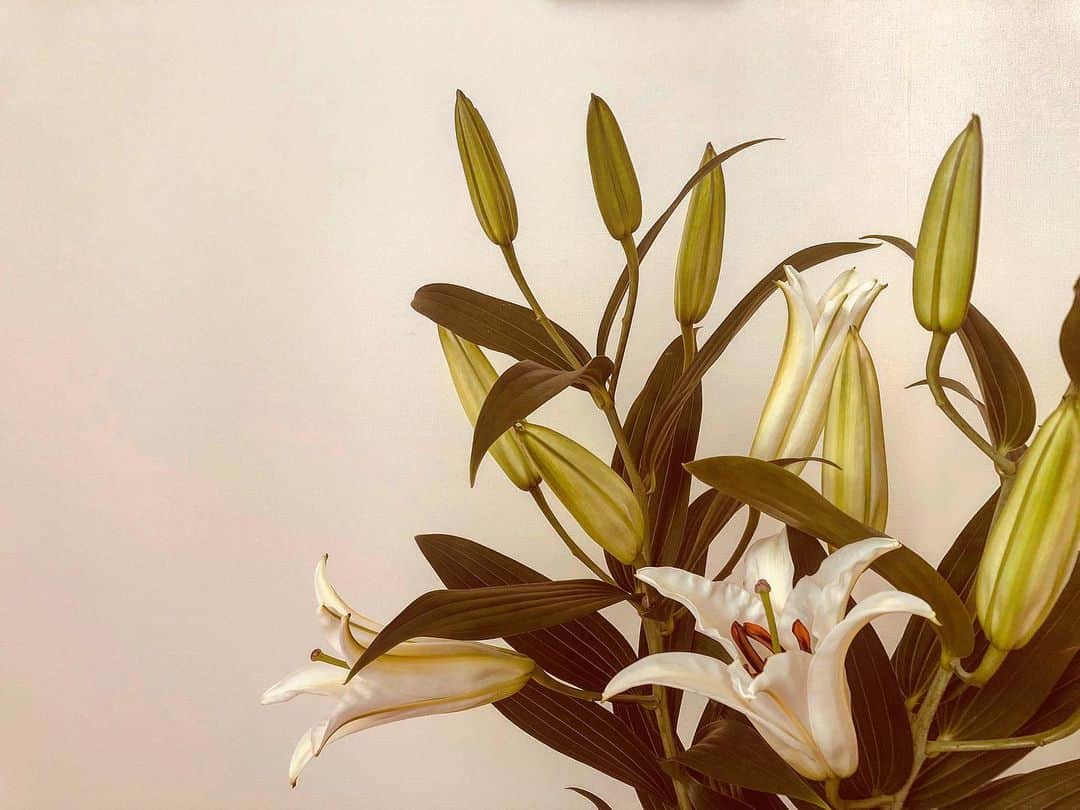 霧島れいかのインスタグラム：「お花とアイスを買いに✨ 部屋にエネルギー注入💐  #lily #flowerspower #stayathome  #staypositive #atmyplace #relaxtime」