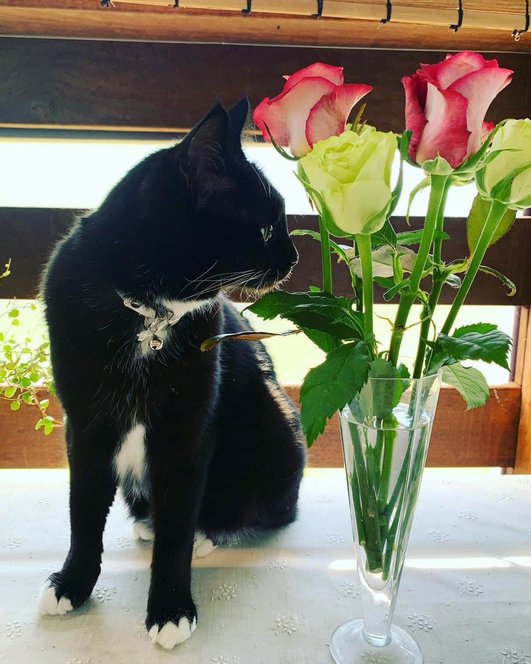 鈴木砂羽さんのインスタグラム写真 - (鈴木砂羽Instagram)「薔薇とメルシィさん🌹 女子ですなぁ😽  #君は薔薇より美しい #ツンデレ女子 #メルシィ #長足マンチカン #靴下猫 #黒猫 #ねこすたぐらむ」4月30日 20時52分 - bombon_sawa