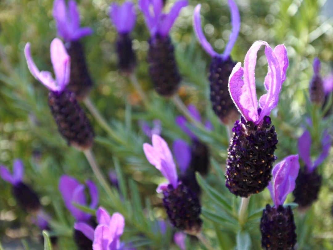 中山美香さんのインスタグラム写真 - (中山美香Instagram)「4月も終わり。 . . . #花 #flower #fleur  #☺︎ #purple #tbt #purpleflowers」4月30日 20時47分 - mika5nakayama