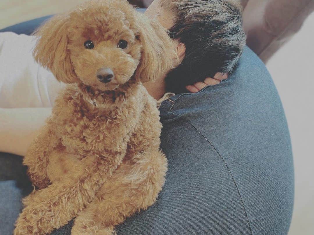 佐野皓大のインスタグラム：「#保護犬をお迎えしたいな #知ってる人いますか #あずきの兄弟が欲しい🐶」