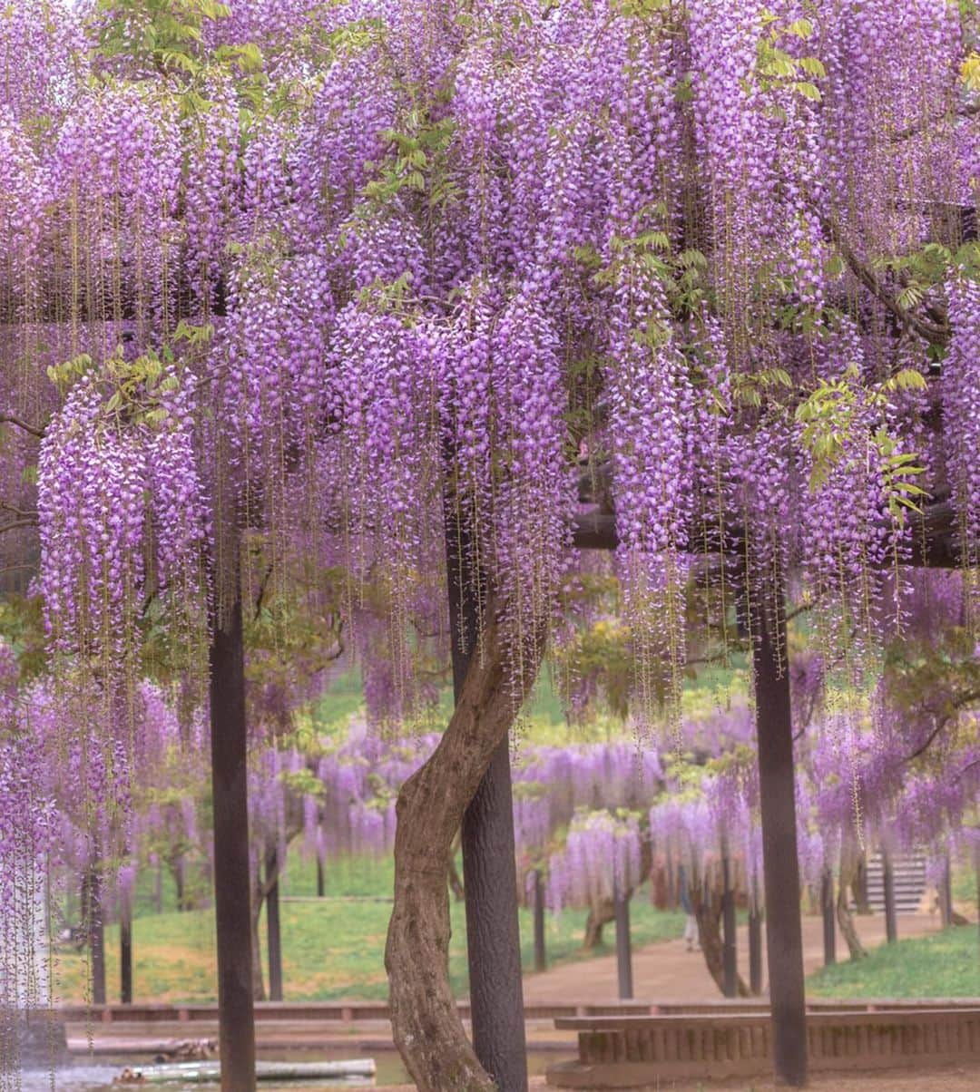 kyoko_zzzさんのインスタグラム写真 - (kyoko_zzzInstagram)「Wisteria curtain  #wisteriaflowers #藤の花 2018年撮影」4月30日 21時11分 - kyoko_zzz