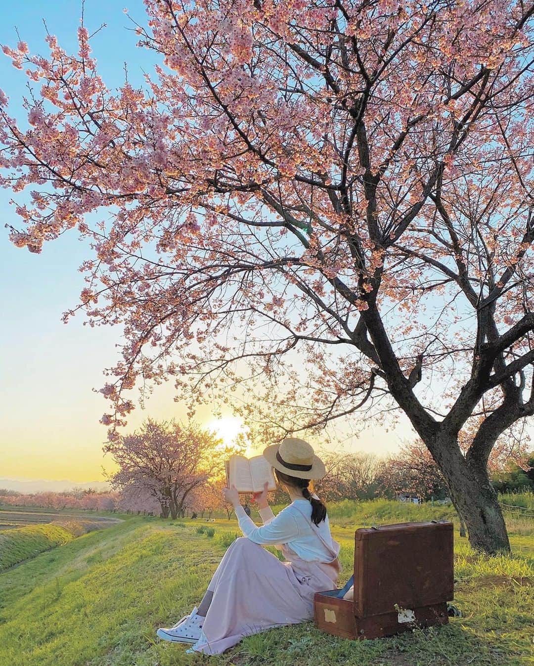 mikicoco00のインスタグラム：「* * 4月もおわり🌿 また来年綺麗な花を咲かせてね🌸 * * 今日は天気良かったですね〜 お出掛けできる日が待ち遠し〜い🐈🐾 * * * * * * #過去写真#お家時間 #stayhome#enjoyhome  #さくら#桜#可愛い#綺麗な景色」