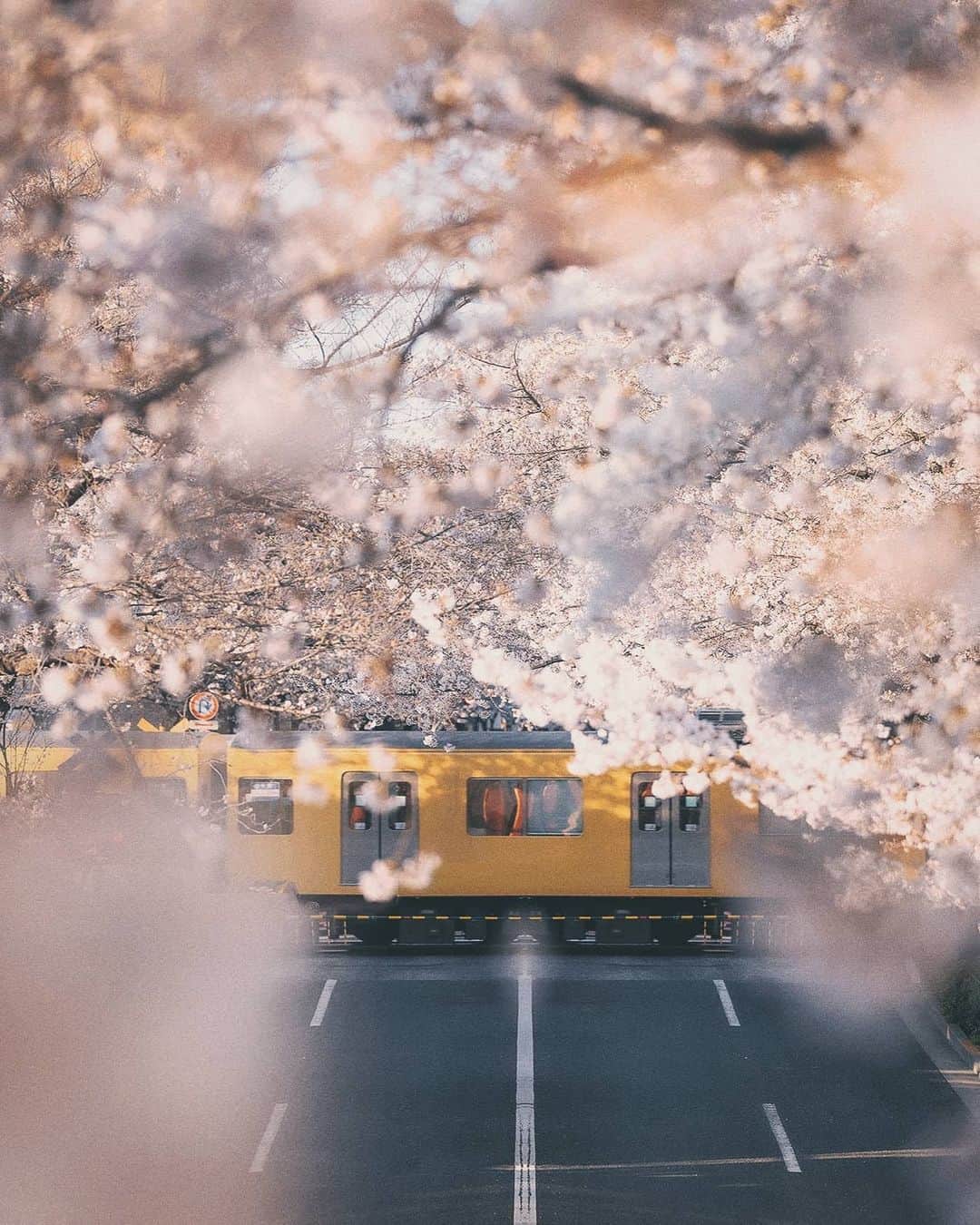 Berlin Tokyoのインスタグラム：「Gentle afternoon light adds to the peaceful ambience of the Tokyo city awash in delicate hues of pink. . . . #hellofrom #tokyo #japan」