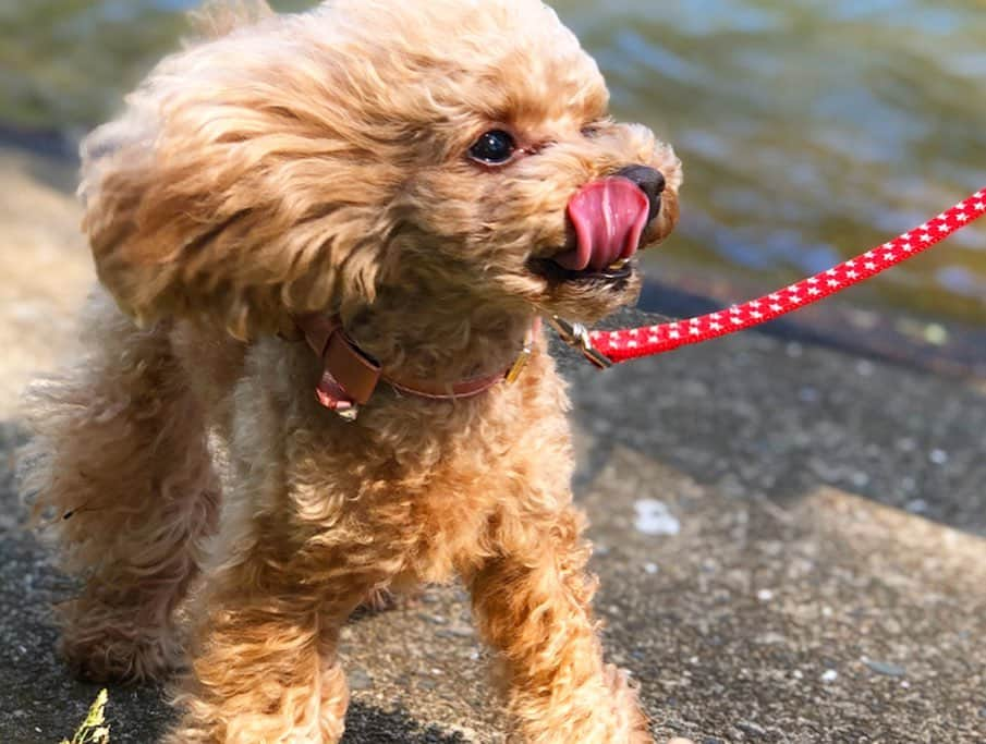 阿比留李帆さんのインスタグラム写真 - (阿比留李帆Instagram)「今日はシェリの5歳のお誕生日🐶🎂❤️ * ちょうど2015年の夏に迎え入れたんですが シェリと過ごすまいにちは楽しくて もう約5年間もいっしょに過ごしてるなんて.. 時間ってほんっとにあっという間だなぁ😂 赤ちゃんのときはほんっっとにわがままで 言うこと聞かないときもあって 今もたまにわがまま娘発揮するときもあるけど ほんっっとにおりこうさんでかわいくて🥰 今はもしかしたらシェリの方がおとなかも🤔笑 シェリがいない人生は考えられないくらい 私の中でとても大きな存在になりました🥺☁️ * 言葉は交わせないけど、どんなときもわたしの いちばんの味方でいてくれてる気がする😿 すくすく元気に育ってくれて こうしてまいにちいっしょに過ごせてることが ほんとにほんとに幸せです🐩💕🐩💕 これからもわたしの1番の味方でいてね🥺🐶 おたんじょうびおめでとう！🎂 (親ばかでごめんなさい🙀笑)」4月30日 21時22分 - riholiday717