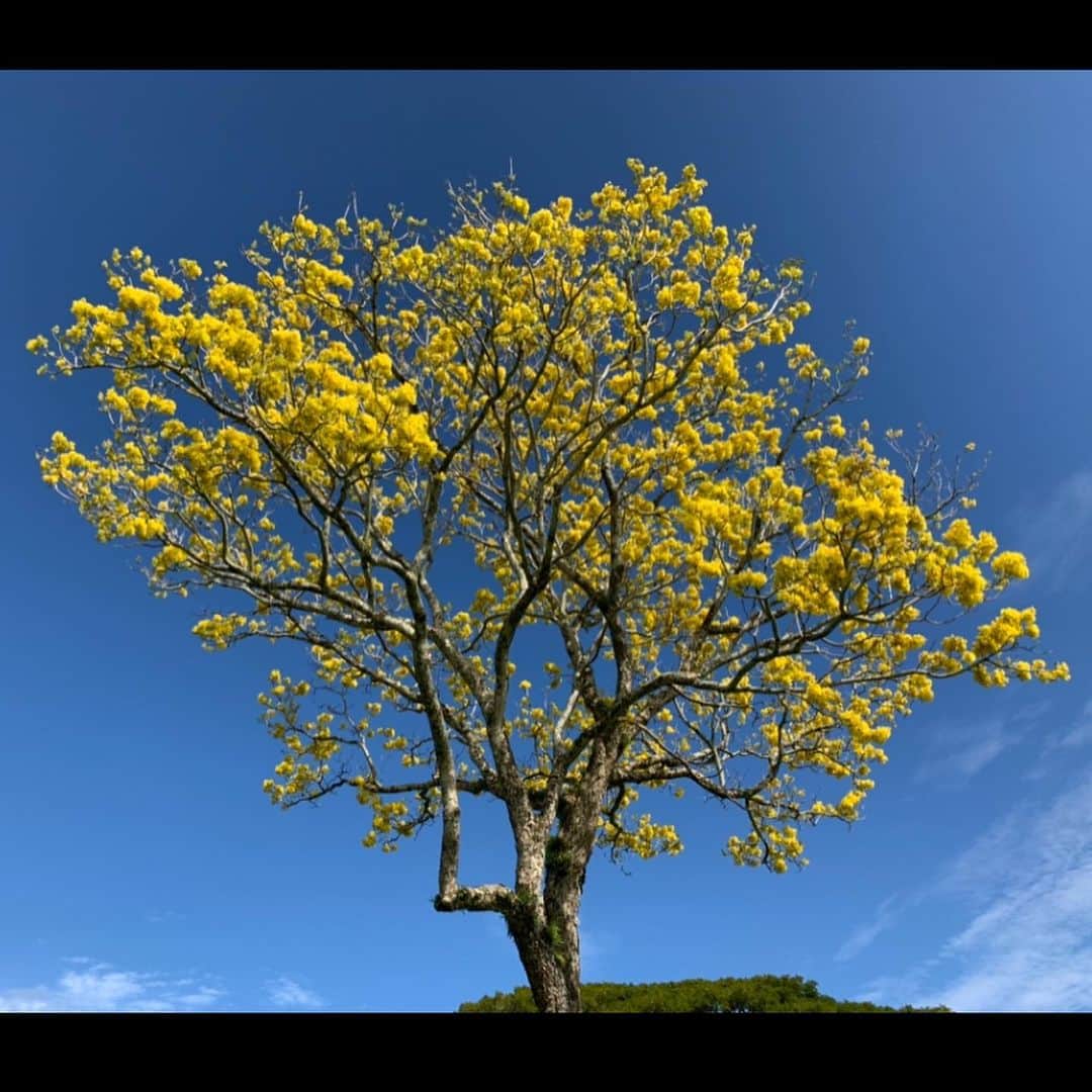 美城れんさんのインスタグラム写真 - (美城れんInstagram)「今日は…顔はめではなく3月8日のハワイ島ヒロで見た綺麗な花と青空！ 本当に見事な黄色。　 モヤモヤした心…スカッとな〜れ❣️ と、自分に言い聞かせて、これからも、今出来る事…stay home 本日も、感謝の心を…😌」4月30日 21時35分 - ren.mishiro