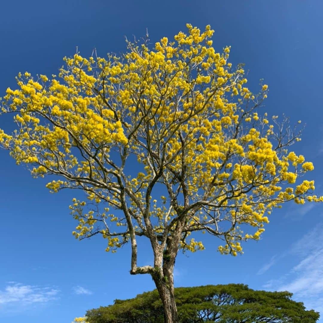 美城れんさんのインスタグラム写真 - (美城れんInstagram)「今日は…顔はめではなく3月8日のハワイ島ヒロで見た綺麗な花と青空！ 本当に見事な黄色。　 モヤモヤした心…スカッとな〜れ❣️ と、自分に言い聞かせて、これからも、今出来る事…stay home 本日も、感謝の心を…😌」4月30日 21時35分 - ren.mishiro