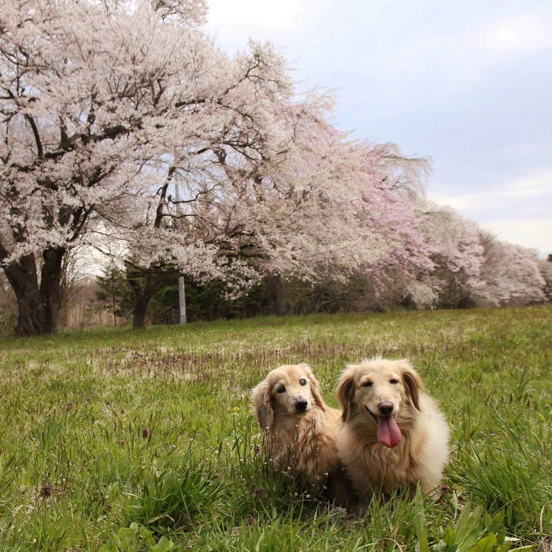 ハッチ＆ニコのインスタグラム：「The 満開🐶🐶🌸 #sakura #桜 #桜ワンコ #カメラ嫌い同好会 #pecoいぬ部 #犬の生活が第一 #癒しわんこ #dachshund #犬バカ部 #短足部 #ふわもこ部 #tokyocameraclub #東京カメラ部」