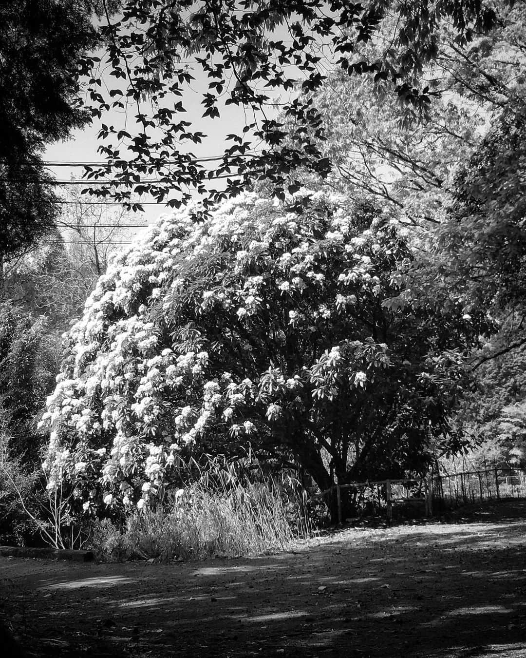 kazuのインスタグラム：「#shotoniphone #jj_blackwhite #bnw_rose #blacknwhite_perfection」