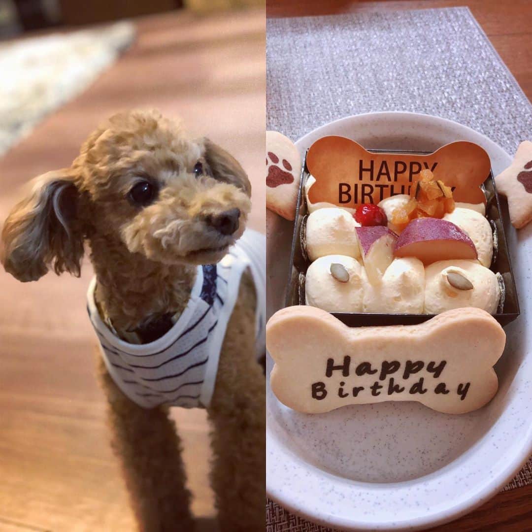 松井珠理奈さんのインスタグラム写真 - (松井珠理奈Instagram)「リップスくんHappy birthday🎂❤️ #愛犬 #お誕生日 #hbd  #happybirthday  #おめでとう  #犬  #toypoodle  #トイプードル  #cute  #ケーキ  #cake」4月30日 21時51分 - jurinamatsui3
