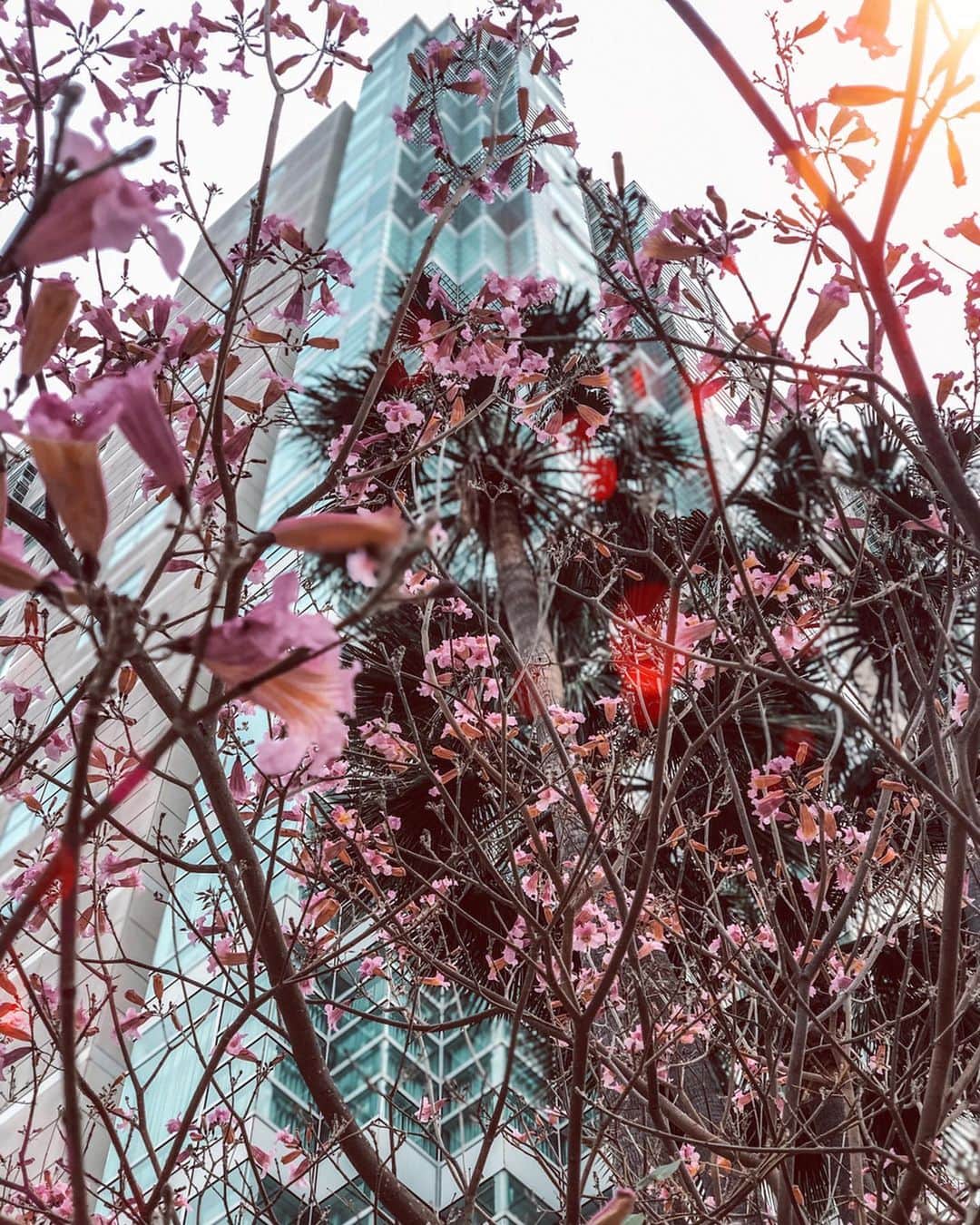 カリディー・イングリッシュさんのインスタグラム写真 - (カリディー・イングリッシュInstagram)「I’ve been taking long walks and brushing up on my #photography. Before I modeled I was a photographer. I could look and take photographs all day! I made an account if you want to follow me! @iseethisandthat . (Thank you to those you have 🤗) As the time goes on, I’m challenging myself to learn more and improve. Which one is your favorite?Xx  @iseethisandthat」4月30日 22時02分 - carideeenglish