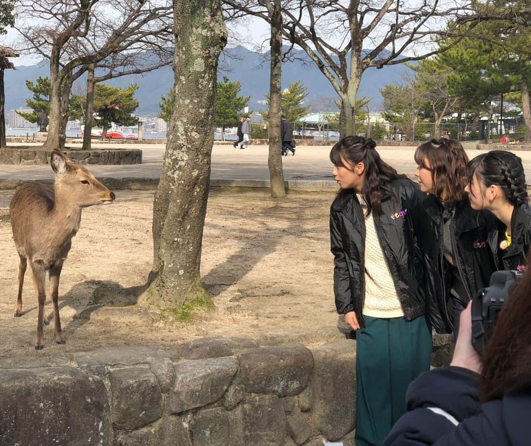高井千帆さんのインスタグラム写真 - (高井千帆Instagram)「.﻿ 鹿さんと仲良くなっていく過程🦌﻿ ﻿ 牡蠣カレーパンには興味津々で近づいてきたけど﻿ 道で立ち止まってぼーっとしてたり﻿ 親子でのんびり歩いていたり🦌﻿ ﻿ みんなおっとりしていてすごく癒された🦌﻿ ﻿ #もも行く﻿ ﻿」4月30日 22時12分 - chiho_takai_official