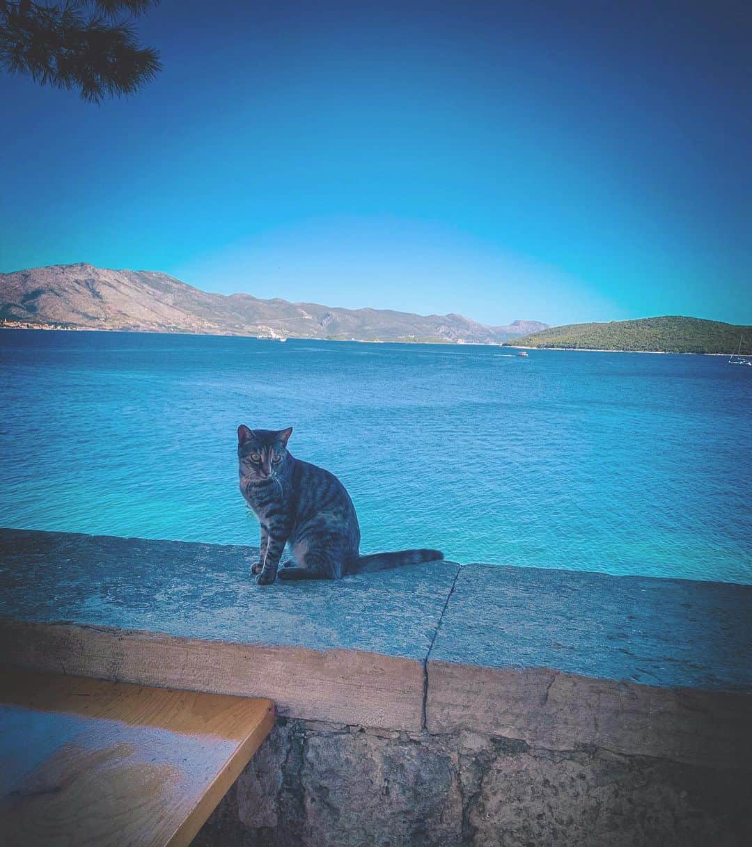 meg rockのインスタグラム：「🐈 #2019 #september #summer #eurosummer #summer2019 #summertime #throwback #tb #beforequarantine #memories #cat #kitten #croatia #korcula #europe #euro #eu」