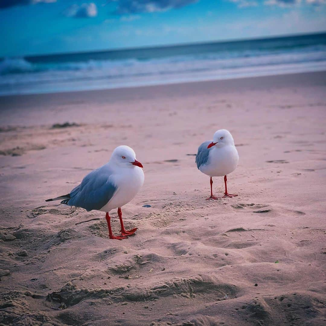 meg rockのインスタグラム：「🇦🇺 #2019 #april #autumn #autumn2019 #autumnvibes #autumncolors #throwback #tb #beforequarantine #memories #beach #bird #birds #australia #newsouthwales #nsw #byronbay」