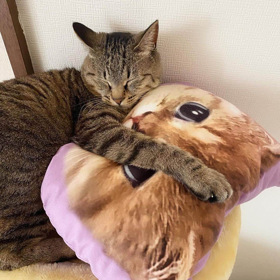 ジェマ・ルイーズさんのインスタグラム写真 - (ジェマ・ルイーズInstagram)「Good Morning from Malon chan マロンちゃんからおはよう！☀️🐈 cushion gifted by Mr Sashiko(^｡^) #猫 #猫のいる暮らし #可愛い猫 #cutecats #catsofinstagram」5月1日 7時52分 - gemmatokyo