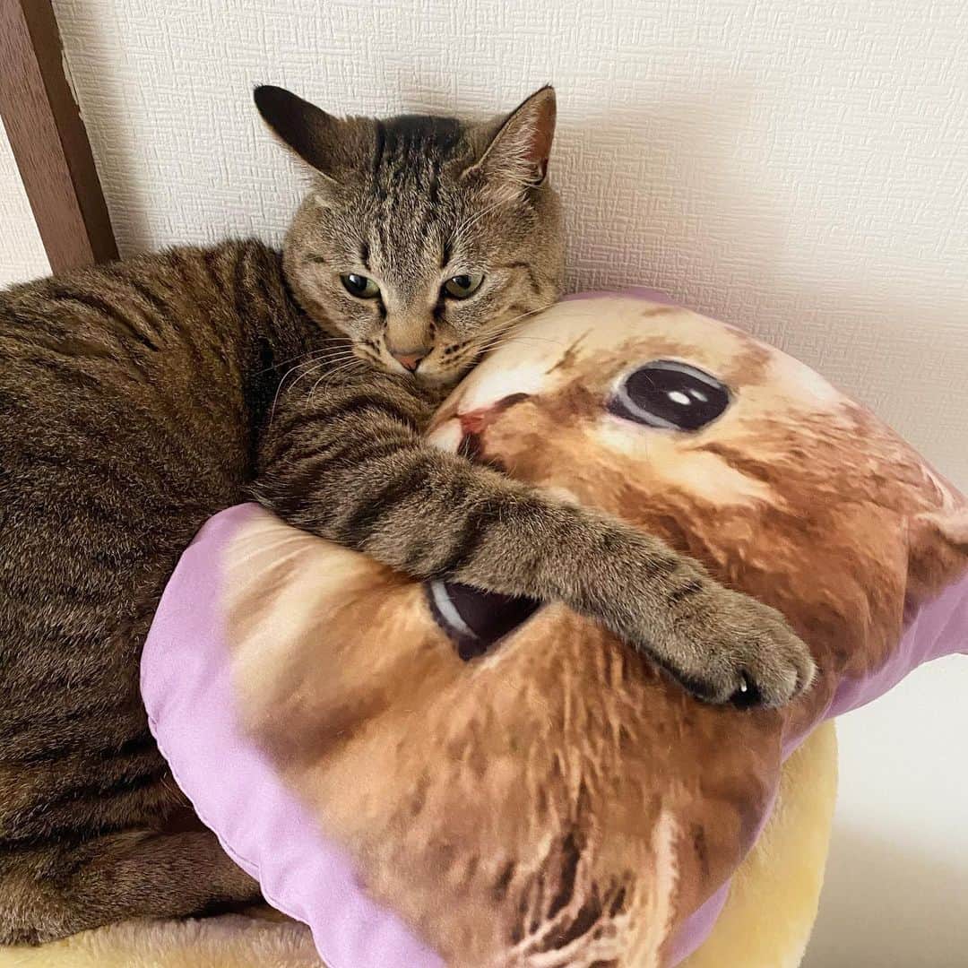 ジェマ・ルイーズさんのインスタグラム写真 - (ジェマ・ルイーズInstagram)「Good Morning from Malon chan マロンちゃんからおはよう！☀️🐈 cushion gifted by Mr Sashiko(^｡^) #猫 #猫のいる暮らし #可愛い猫 #cutecats #catsofinstagram」5月1日 7時52分 - gemmatokyo