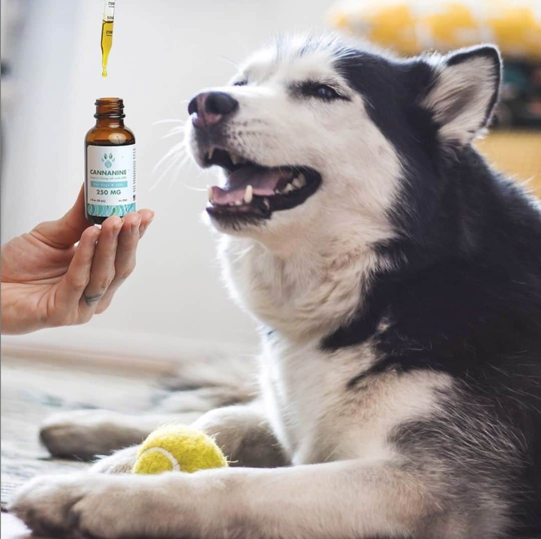 Animalsのインスタグラム：「DOES YOUR DOG STRUGGLE WITH PAIN OR ANXIETY? Proven all-natural CBD could help! We love the @cannaninecbd brand because its 3rd party-tested, THC free, and risk-free with a 90 day money-back guarantee. 💙 Plus, every bottle sold donates 7 meals to shelter dogs in need! Learn more or purchase thru link in @cannaninecbd bio. #huskiesofinstagram」