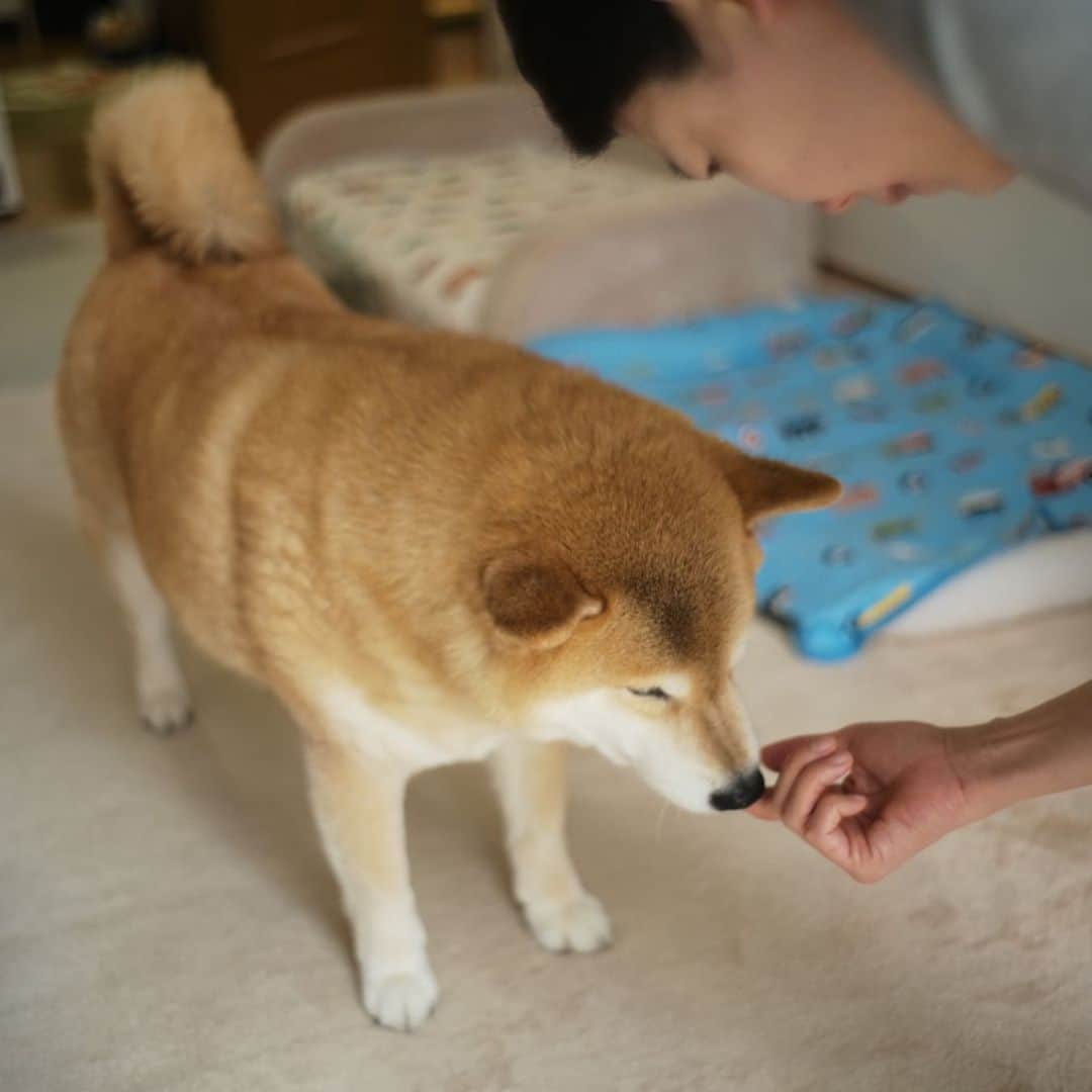 まる（まるたろう）さんのインスタグラム写真 - (まる（まるたろう）Instagram)「Our vet recommends us to give our dog a monthly heartworm pill from May to December. So I take the chewable-type pill after breakfast on the 1st of each month.✨🐶✨今日はフィラリアお薬の日なんだって〜　 #やったぜベイベー #今月から8ヶ月間続きます #もっと食べたい #でもこの一粒高いんだって🥺 #ママが言ってた🙄 #毎月1日はフィラリアのお薬の日」5月1日 9時01分 - marutaro