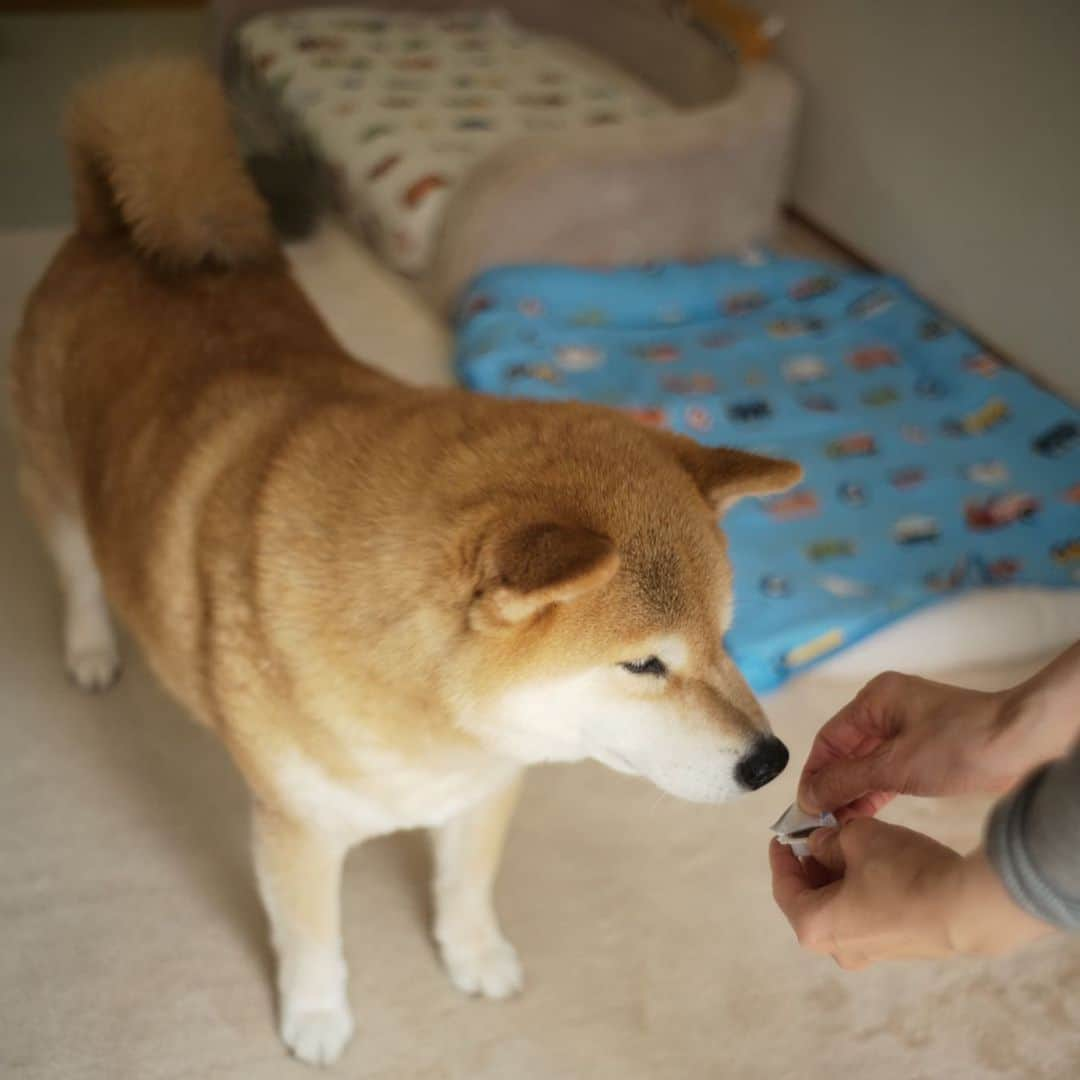 まる（まるたろう）さんのインスタグラム写真 - (まる（まるたろう）Instagram)「Our vet recommends us to give our dog a monthly heartworm pill from May to December. So I take the chewable-type pill after breakfast on the 1st of each month.✨🐶✨今日はフィラリアお薬の日なんだって〜　 #やったぜベイベー #今月から8ヶ月間続きます #もっと食べたい #でもこの一粒高いんだって🥺 #ママが言ってた🙄 #毎月1日はフィラリアのお薬の日」5月1日 9時01分 - marutaro