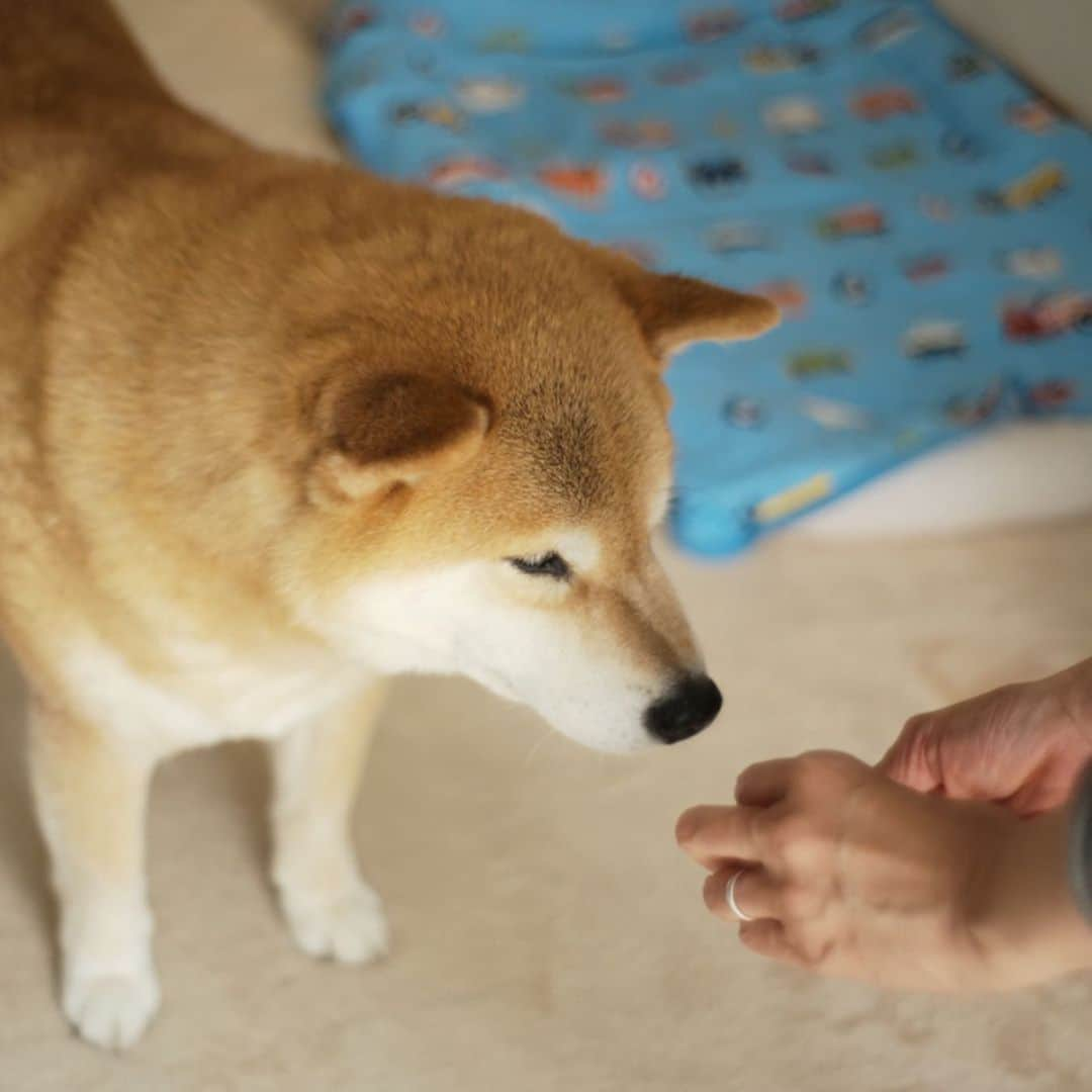 まる（まるたろう）さんのインスタグラム写真 - (まる（まるたろう）Instagram)「Our vet recommends us to give our dog a monthly heartworm pill from May to December. So I take the chewable-type pill after breakfast on the 1st of each month.✨🐶✨今日はフィラリアお薬の日なんだって〜　 #やったぜベイベー #今月から8ヶ月間続きます #もっと食べたい #でもこの一粒高いんだって🥺 #ママが言ってた🙄 #毎月1日はフィラリアのお薬の日」5月1日 9時01分 - marutaro