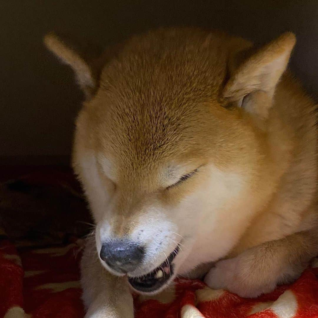 まる（まるたろう）さんのインスタグラム写真 - (まる（まるたろう）Instagram)「Do not disturb, please. ✨🐶🙄💤✨パパ、お静かに願います #もう夜中なんで #柴犬が寝ますんで #触らずにお戻りください #穴ぼこ開けたりしないでください」5月1日 0時19分 - marutaro