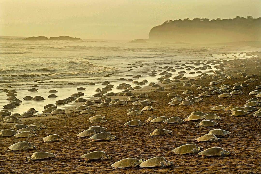 Thomas Peschakのインスタグラム：「ANIMALS BEING CRAP AT SOCIAL DISTANCING Part 7// At Ostional along the Pacific coast of Costa Rica up to 500,000 Olive ridley turtles emerge to lay their eggs during this multi day phenomenon. Synchronized nesting in such large numbers not only overwhelms predators of adult turtles (Jaguars and Puma’s) but more importantly it results in the much more vulnerable, diminutive hatchlings to all emerge from nests en masse around similar times. Vultures, raccoons and stray dogs still get a fair share, but with the sheer number of hatchlings on the beach at any one time  they barely make a dent in the population. Shot on assignment for @natgeo working with @vbezy @filipe_deandrade @craigwelch @ottowhitehead #arribada #ostional #costarica #seaturtles #oliveridley」