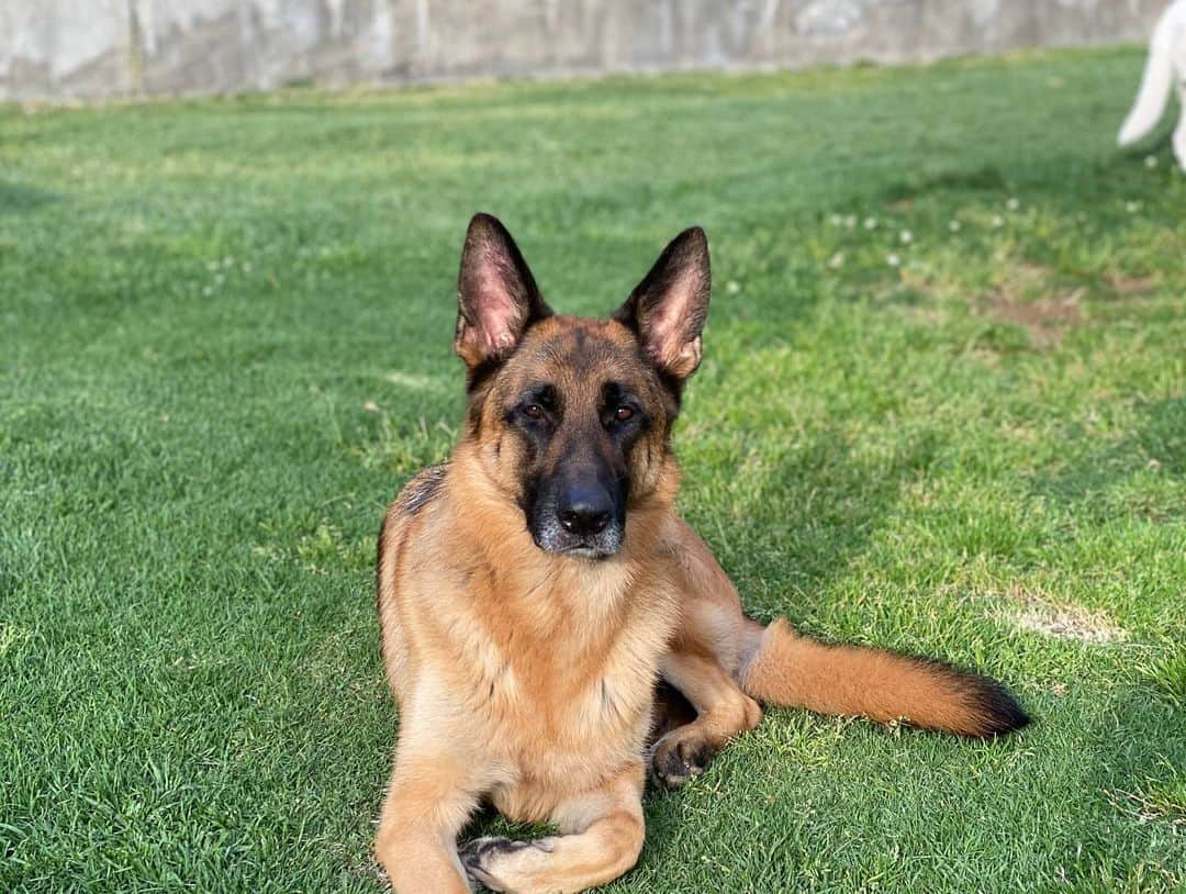 ロバート・パトリックさんのインスタグラム写真 - (ロバート・パトリックInstagram)「Someone is curious about the Spruce colored FLTRX - roadglide standard #blitz #germansheperd #germanshepherdsofinstagram #germanshepherds #dog #dogs #harleydavidson #harley #ride #motorcycle #motorcycles #america #passion #isolation #truck #architecture #canyon #socal #hills #california」5月1日 1時42分 - ripfighter