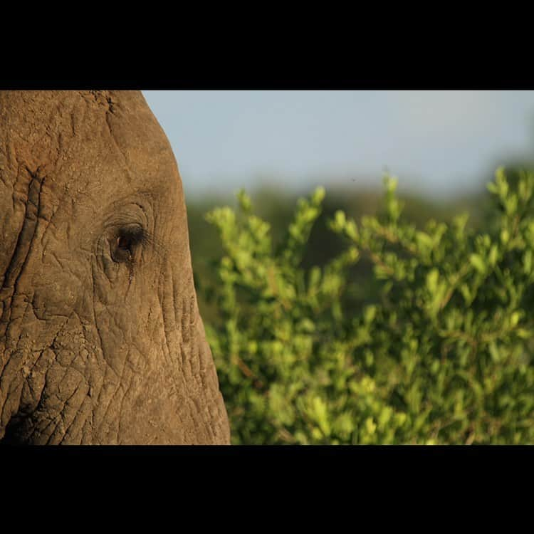 シェイリーン・ウッドリーさんのインスタグラム写真 - (シェイリーン・ウッドリーInstagram)「i had an unexpected fear of elephants when we were out in the bush. something about their power, their no-bullshit mentality, their size, their intelligence... i felt so small... i ended up learning the most from them. they had a way of reminding me about humility. and about community. the way they protect their families, their young... the way they mate... i left africa with a new appreciation for them. i feel like they’re similar to the ocean ... they possess an energy and a power us humans will never ever understand or possess ourselves. no matter how hard we try. @singita_」5月1日 2時13分 - shailenewoodley