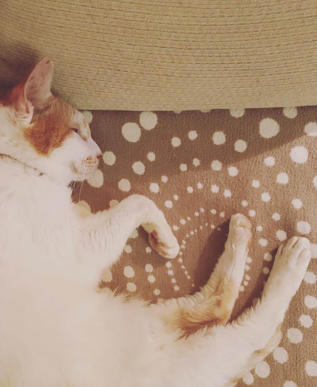 猫沢エミのインスタグラム