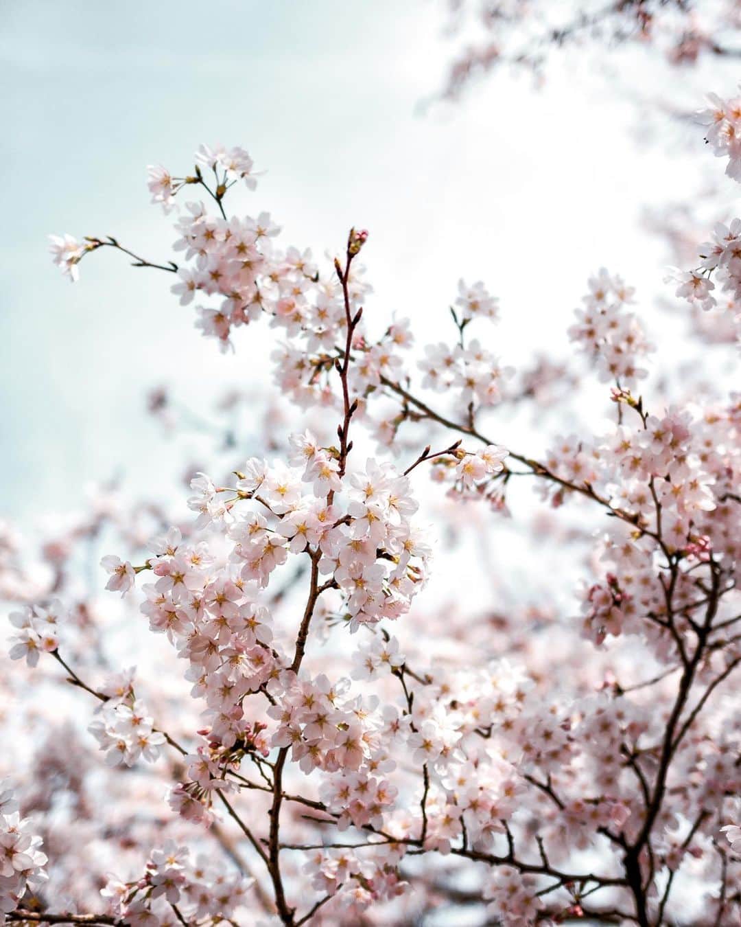 柳澤麻衣さんのインスタグラム写真 - (柳澤麻衣Instagram)「Goodbye April 🌸 ． もの凄いスピードで4月が過ぎ去りました。 続く外出自粛。 一日も早く収束への光が見えますように✨」5月1日 2時59分 - toile_blanche