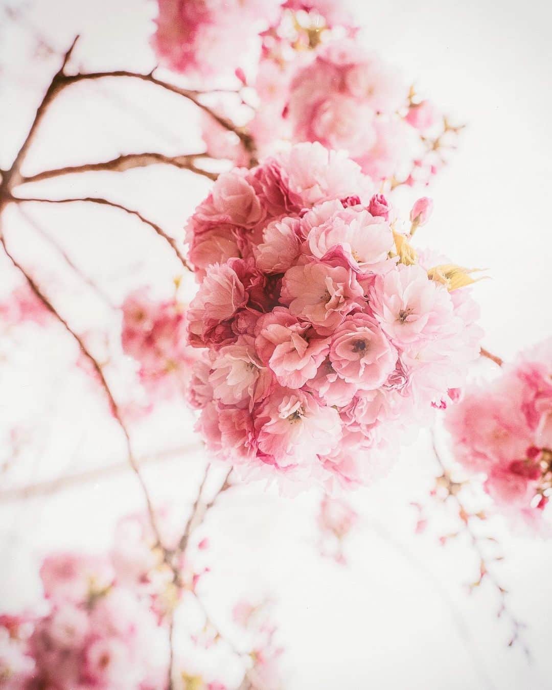 柳澤麻衣のインスタグラム：「Goodbye April 🌸 ． もの凄いスピードで4月が過ぎ去りました。 続く外出自粛。 一日も早く収束への光が見えますように✨」