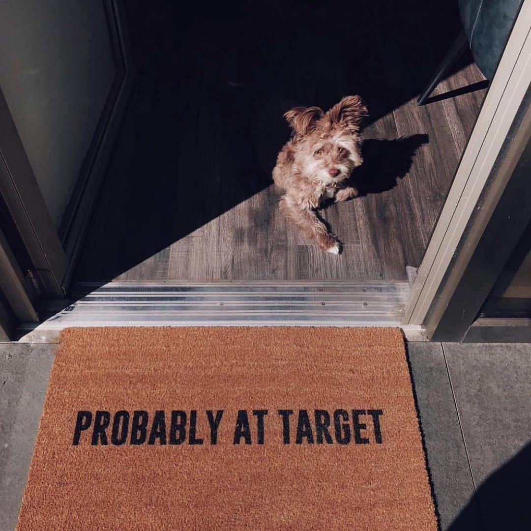 Kristin Essのインスタグラム：「Y’all it’s a busy day 😂 It’s also #nationaladoptashelterpetday and you KNOW how I feel about that. Remember to adopt don’t shop!! My wish for today is that everyone who’s fostering right now ends up foster failing and keeping the dog(s) they’re caring for. What a dream that would be. 💞🐶🐕🐩🐕‍🦺 Alternative caption: probably at target drive up for a no-contact pick up 🤣」
